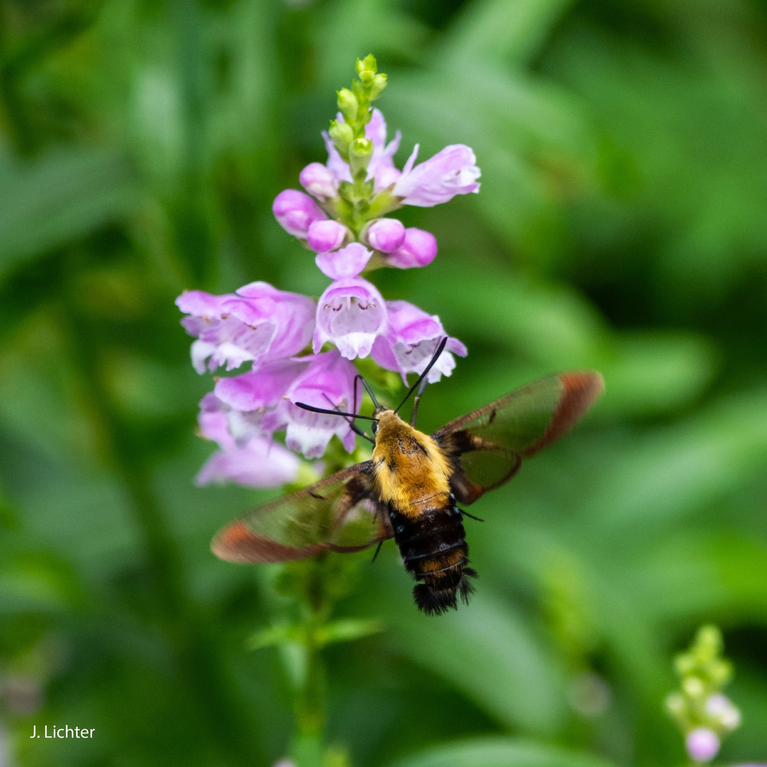 Hummer moth-Beardstongue.  Bowdoin, Maine.