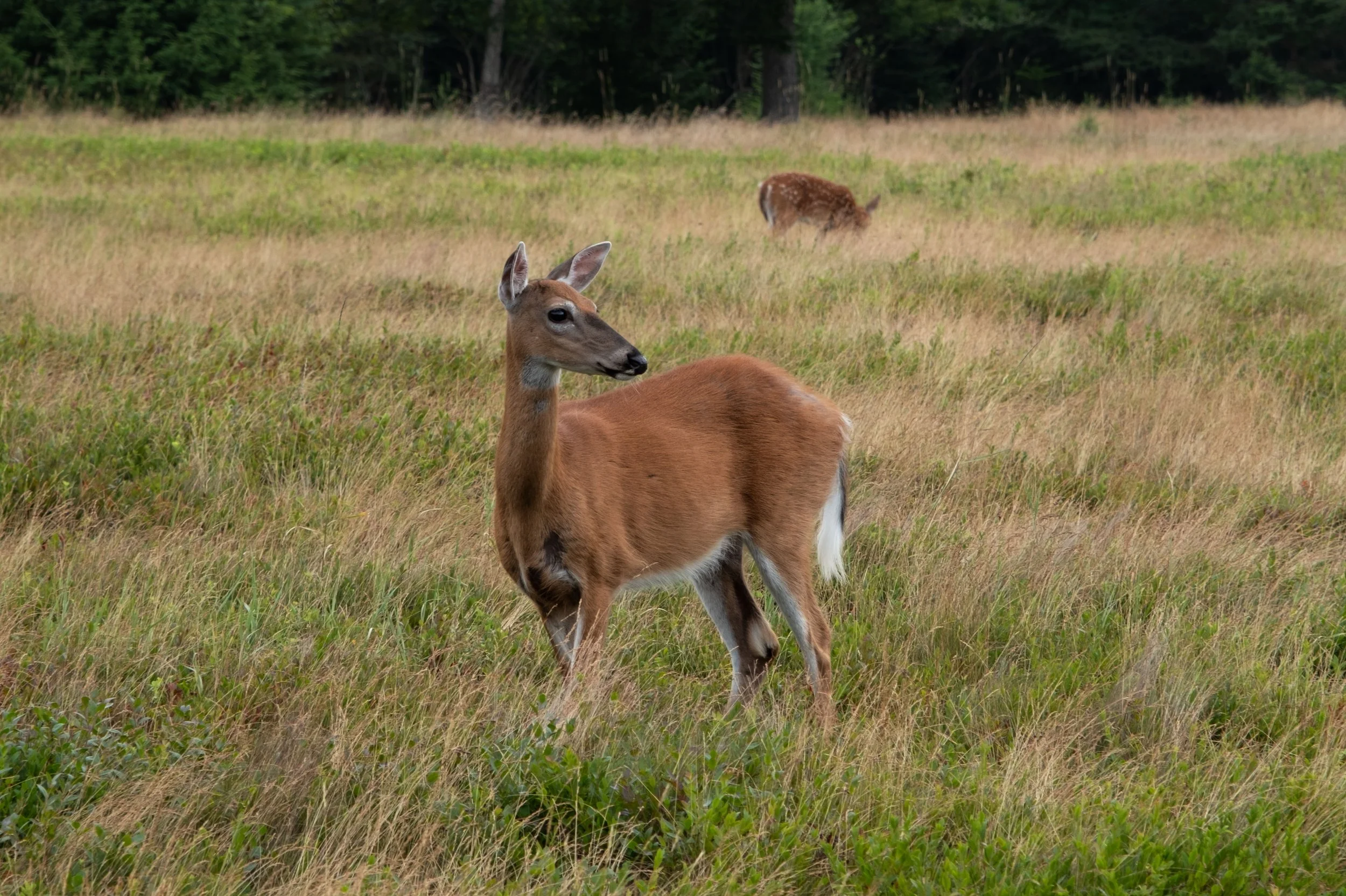 White-tail Deer.  Great Wass Island.  Beal's Island, Maine. 