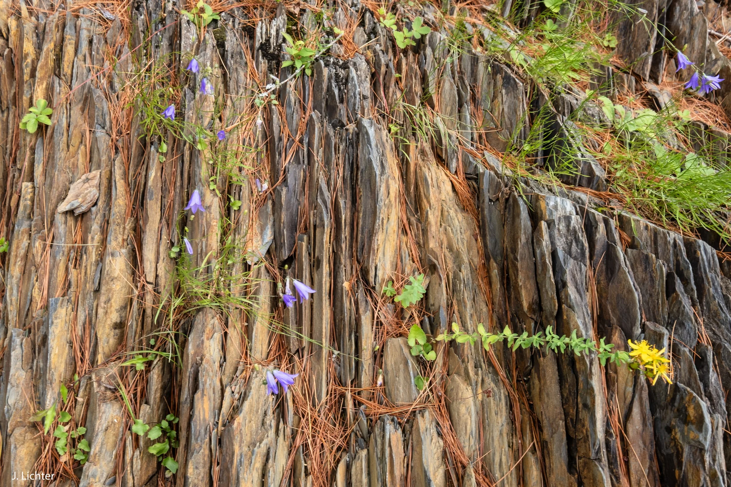 Bull moose.  Katahdin Woods and Waters National Monument.