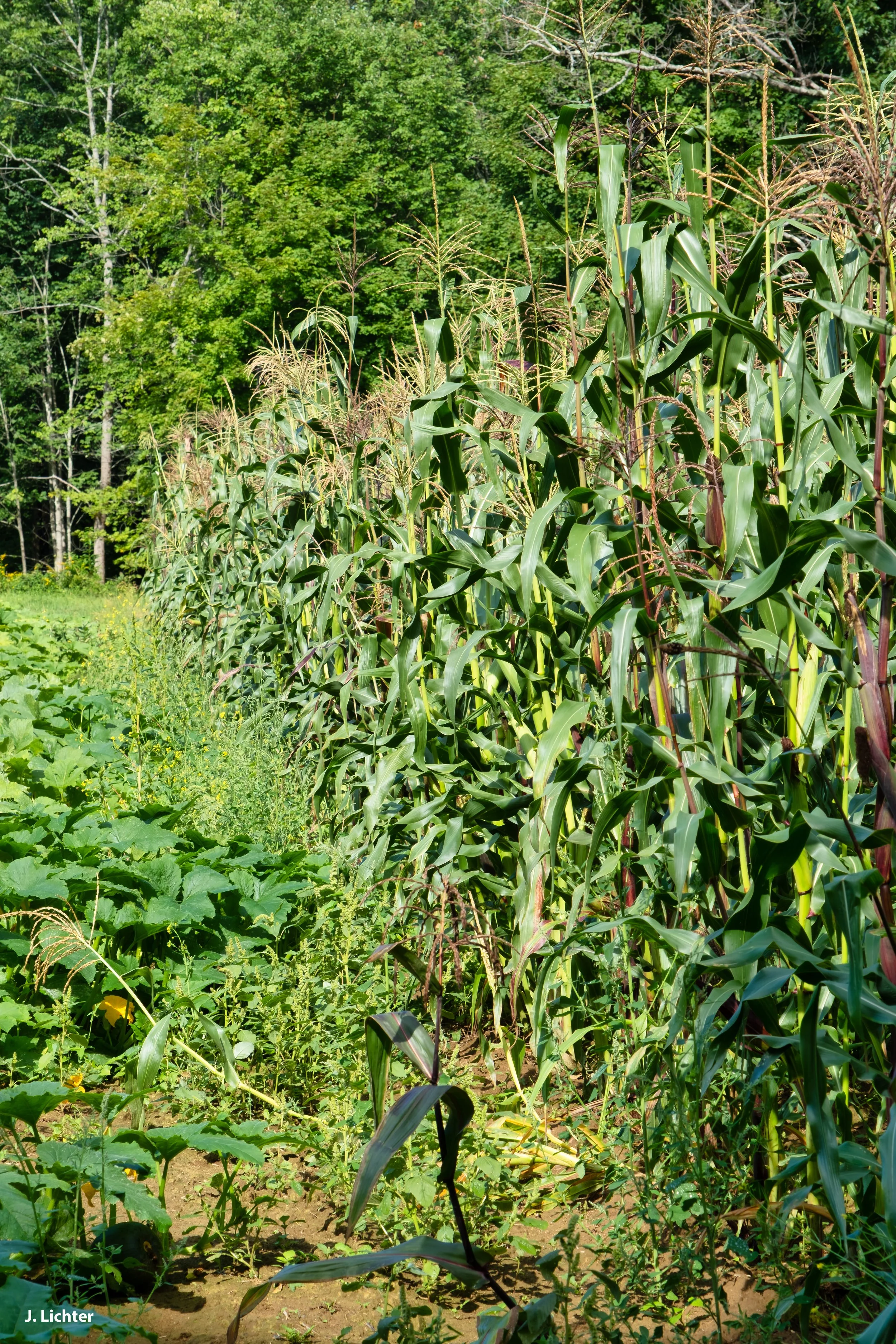Swain Family Farm.  Androscoggin River.  Bethel, Maine. 