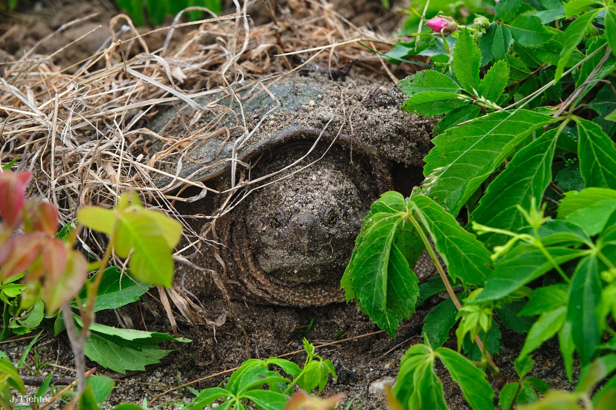 Nesting snapping turtle.  Bowdoinham, Maine. 