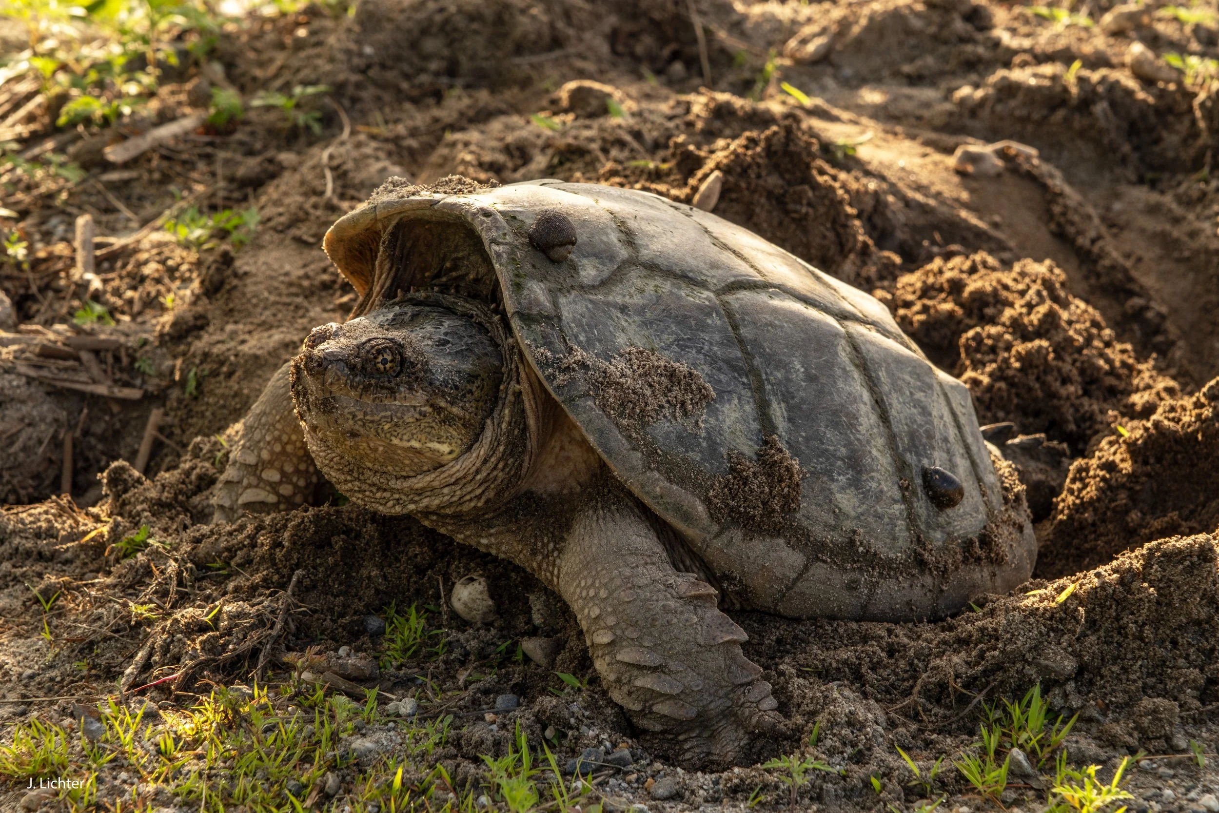 Snapping Turtle laying eggs.  Topsham, Maine.