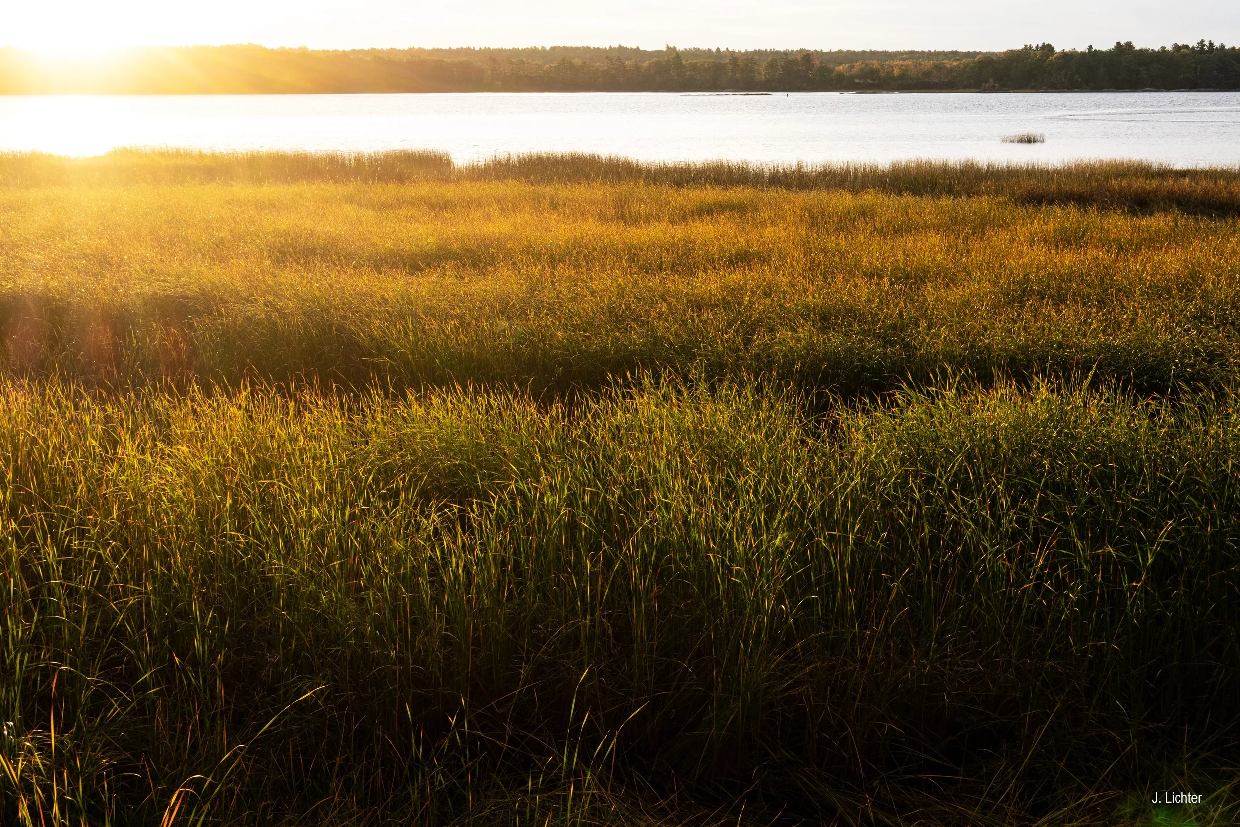 Wild rice, rushes.  Kennebec River.  Bowdoinham, Maine.