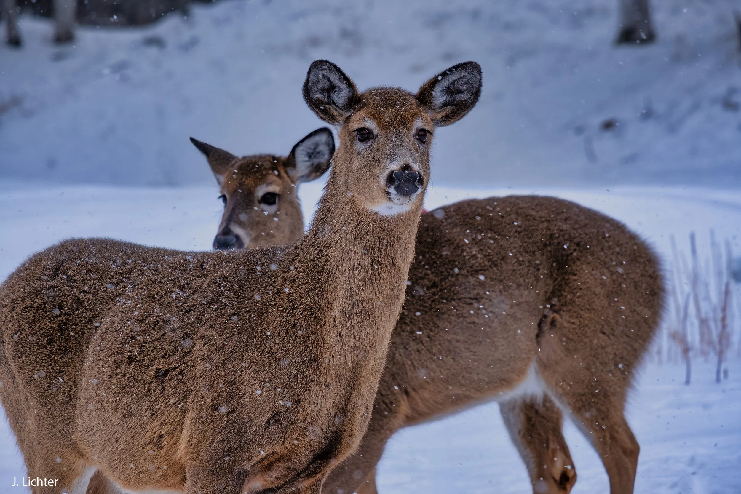 White tail deer.  Rangeley, Maine.