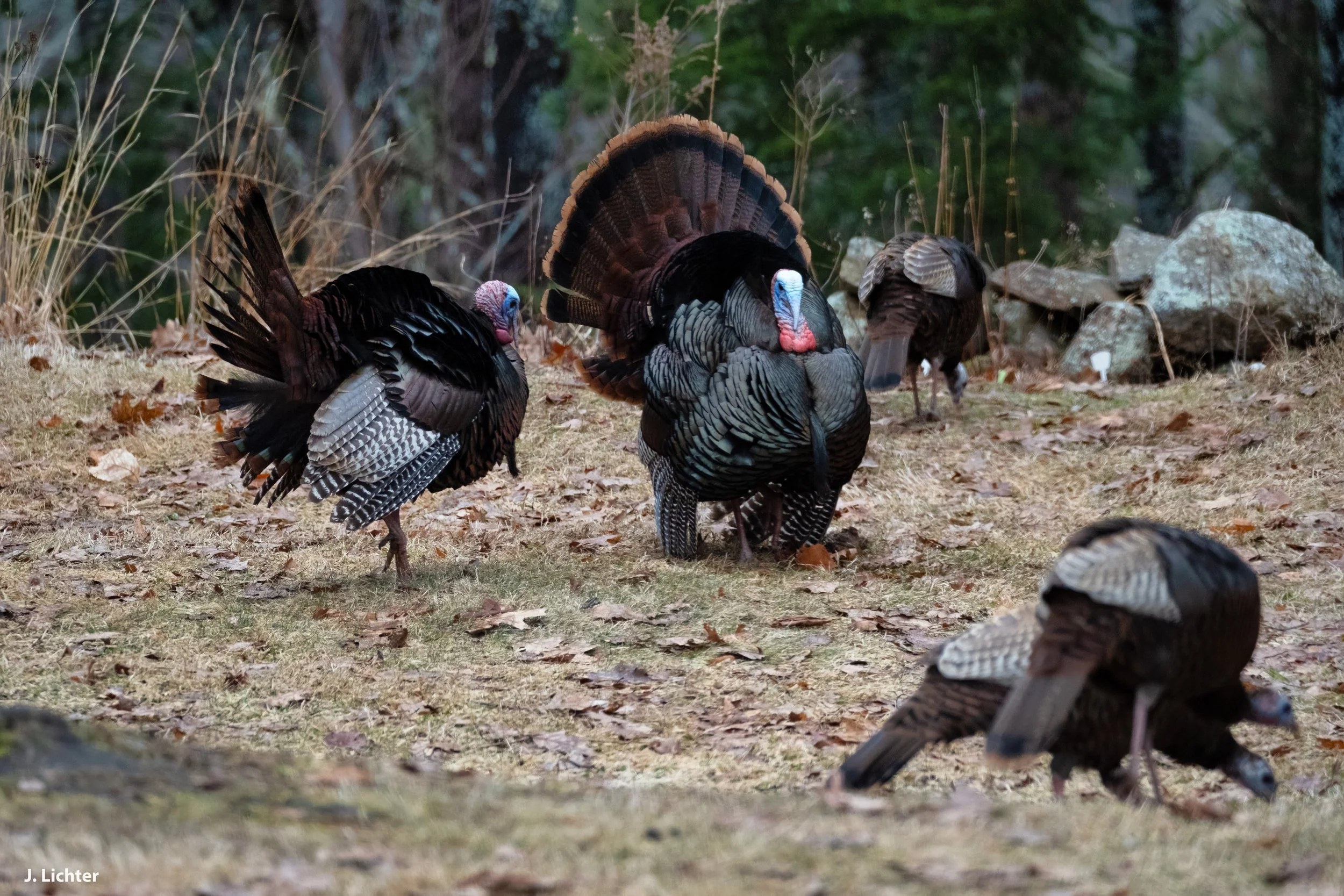 Wild turkeys.  Bowdoin, Maine.
