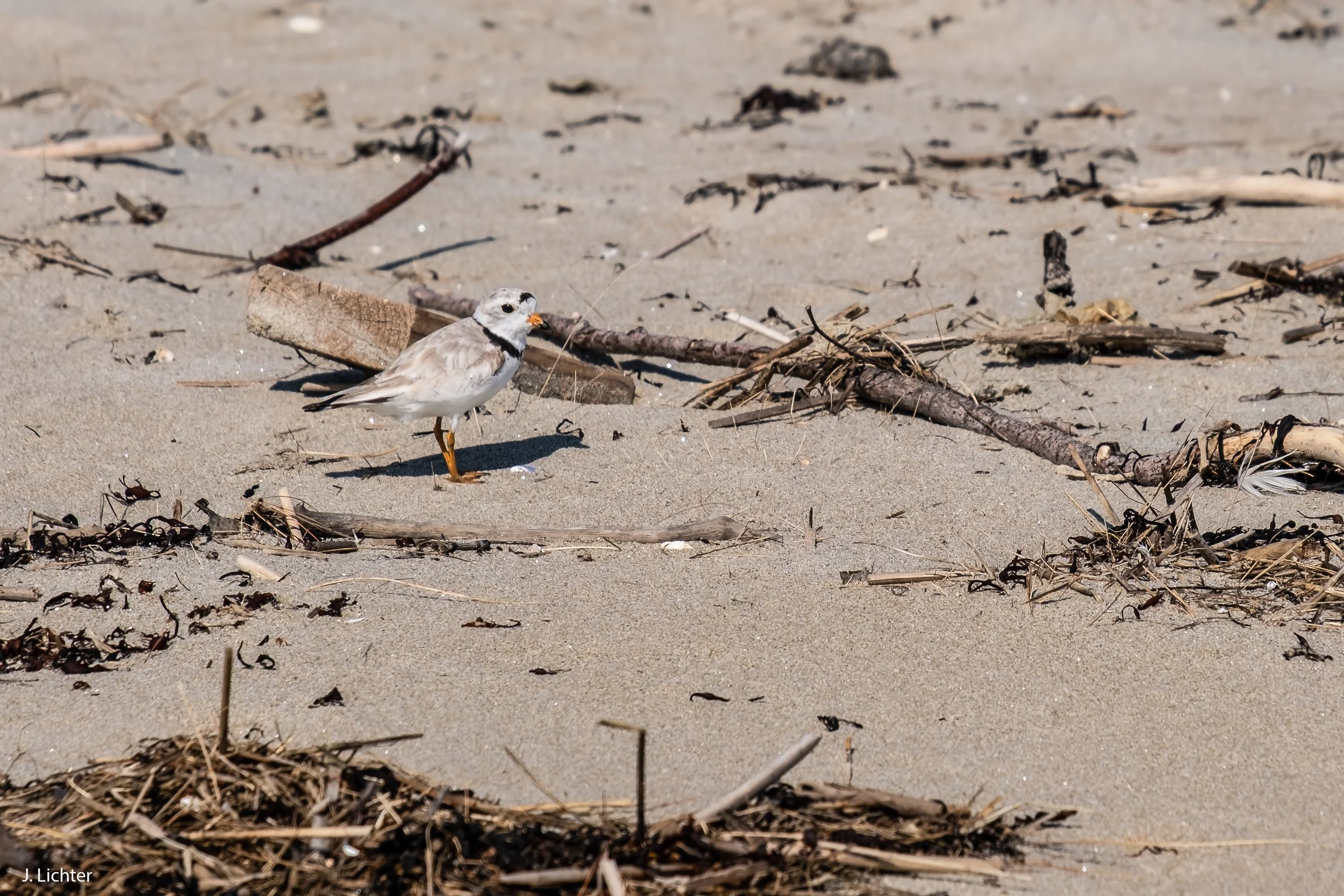 Piping plover.  Seawall Beach.  Phippsburg, Maine.