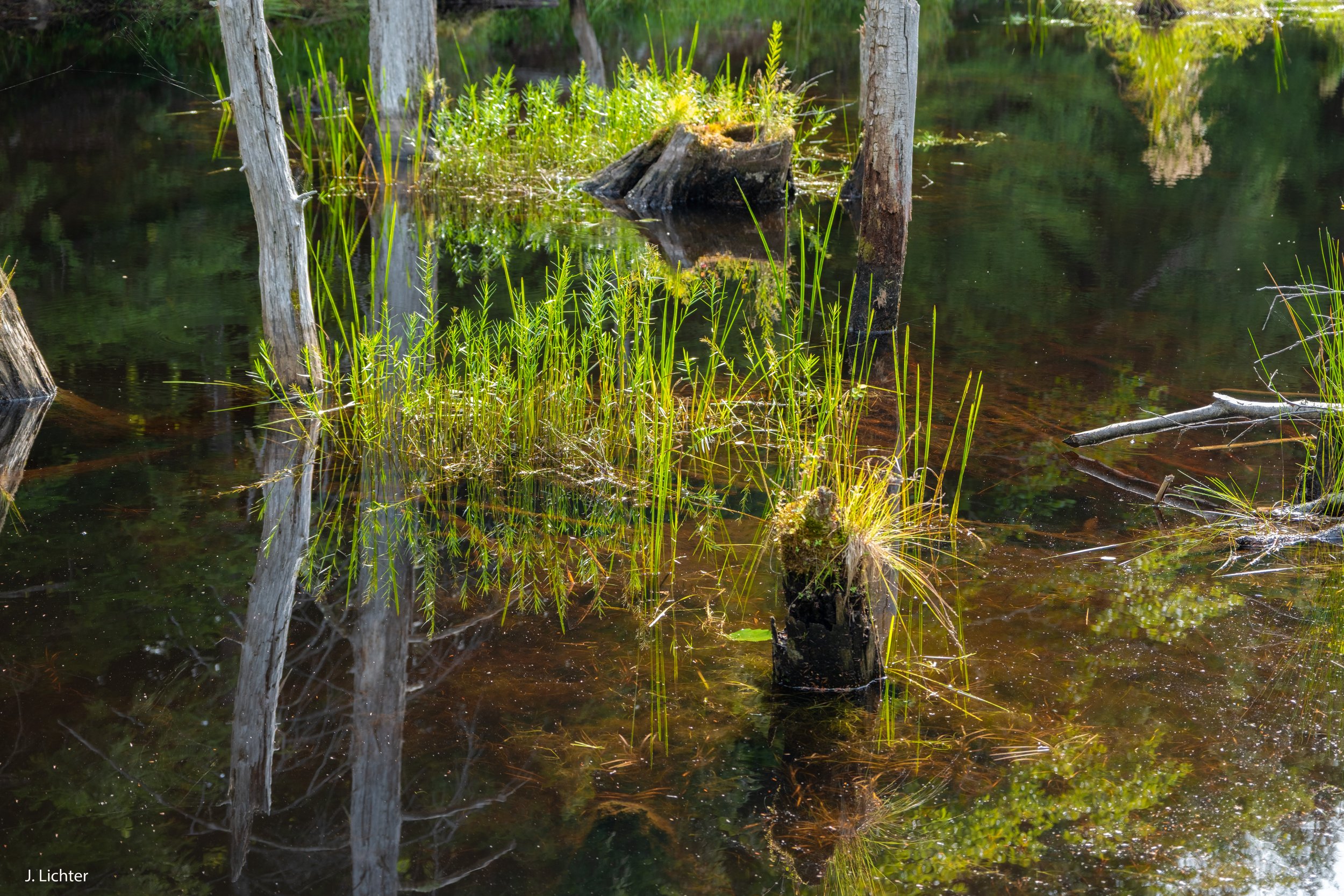 Beaver Pond.  Albany Mtn.  Western Maine.
