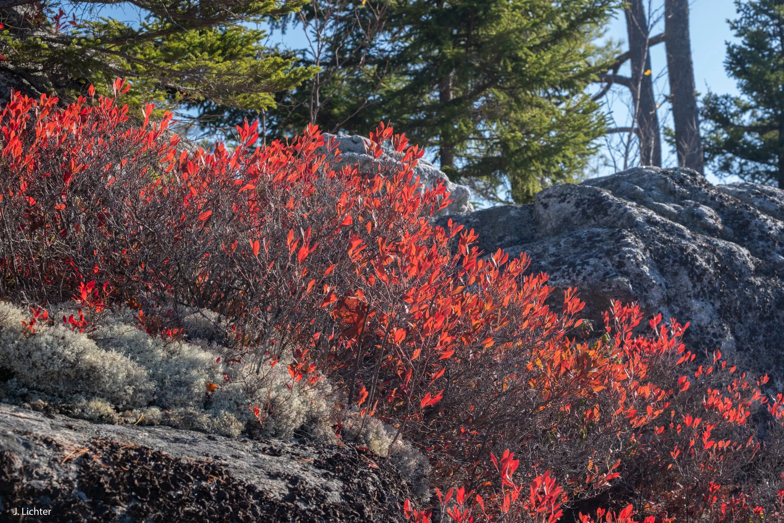 Mountain blueberries and lichen.  Bald Mountain.  Redding, Maine.