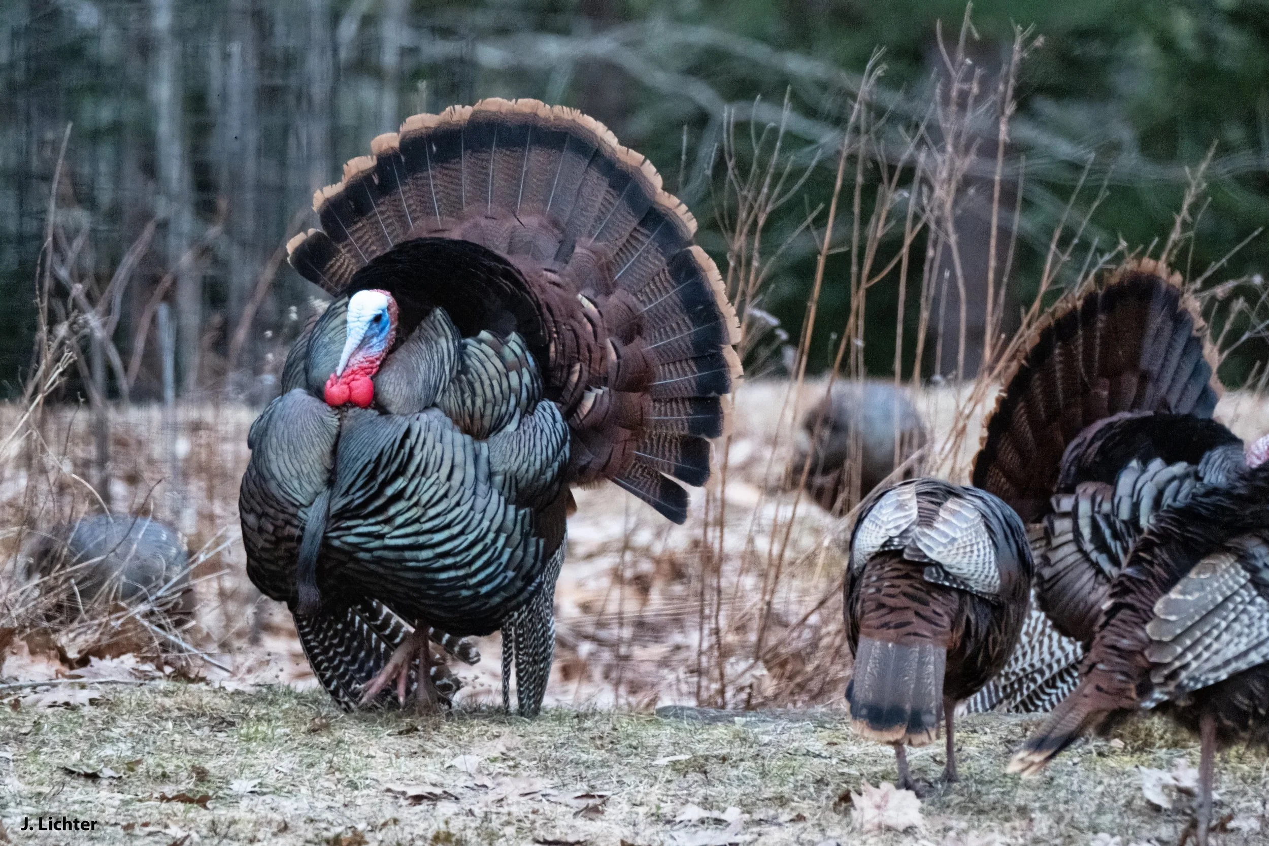 Wild turkeys.  Bowdoin, Maine.
