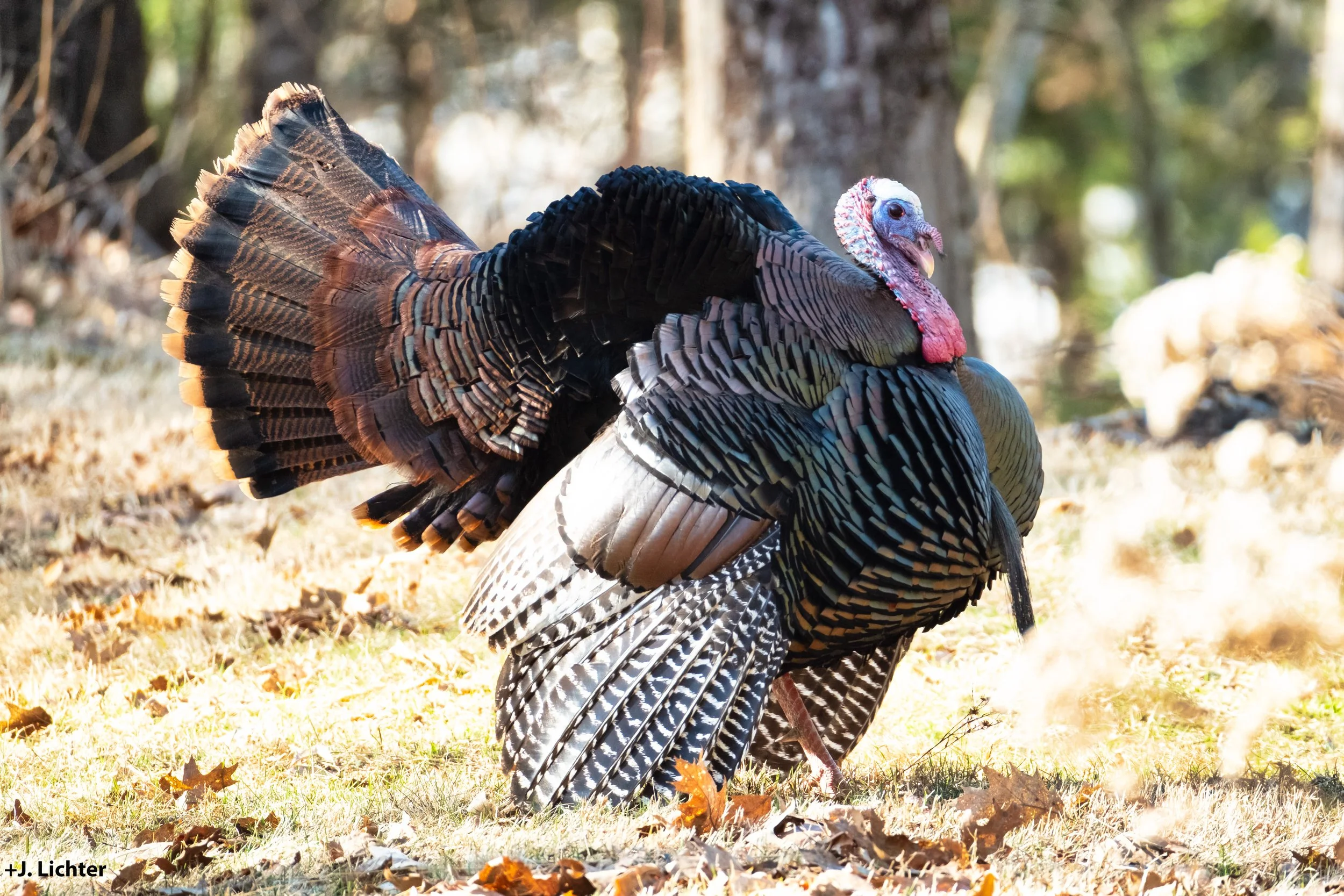 Wild turkeys.  Bowdoin, Maine.