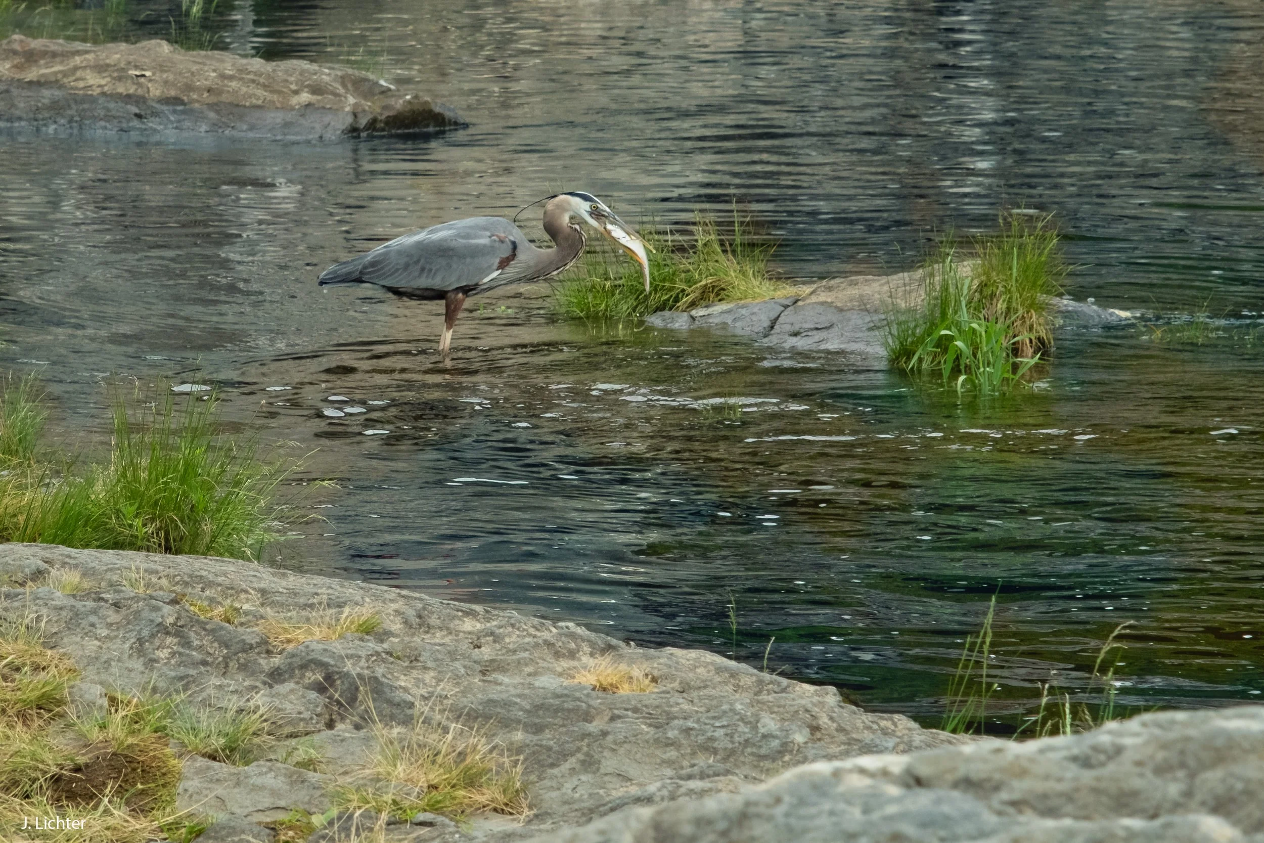 Great Blue Heron with alewife or blueback herring. Brunswick, Maine.