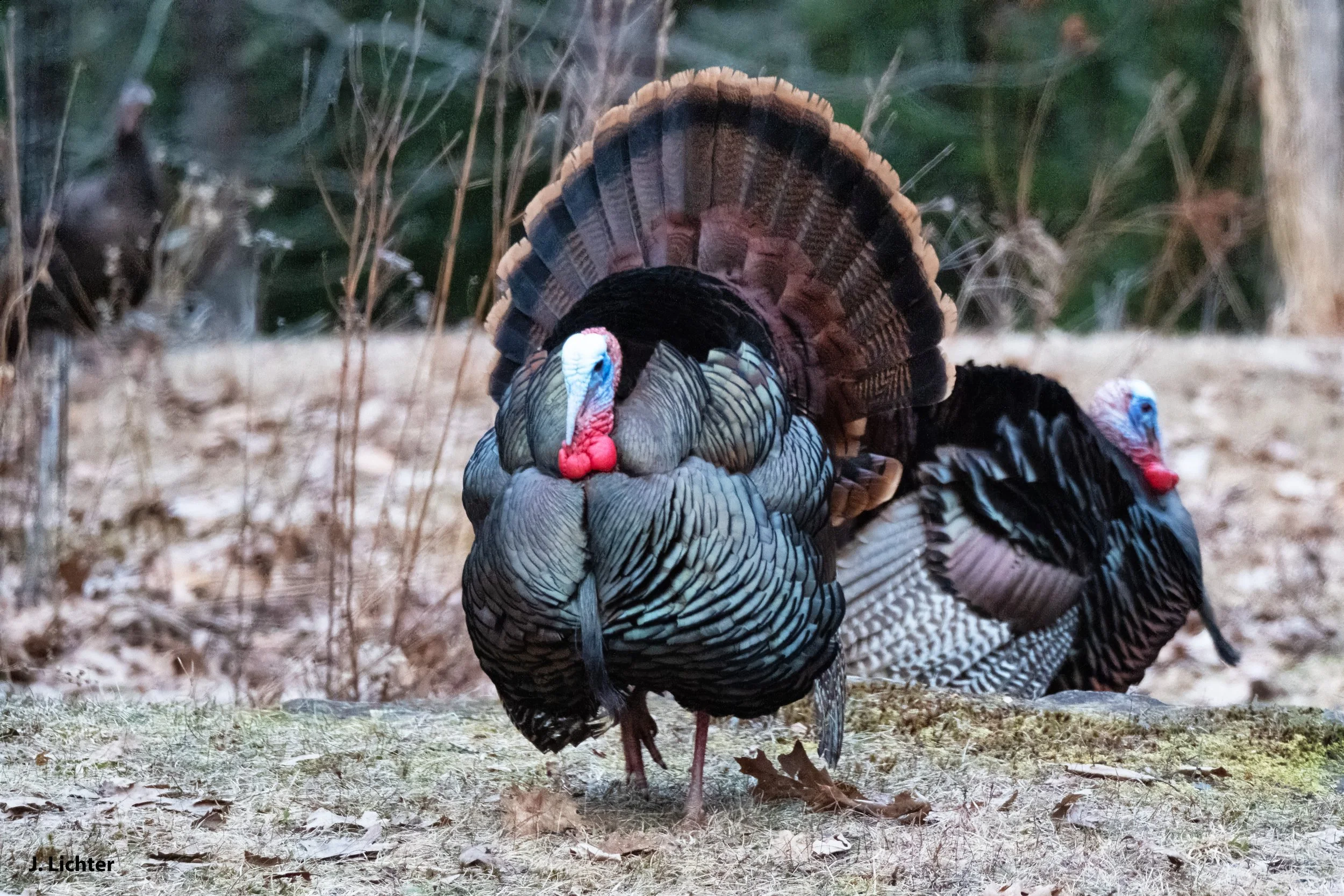Turkeys 2026-3.jpg