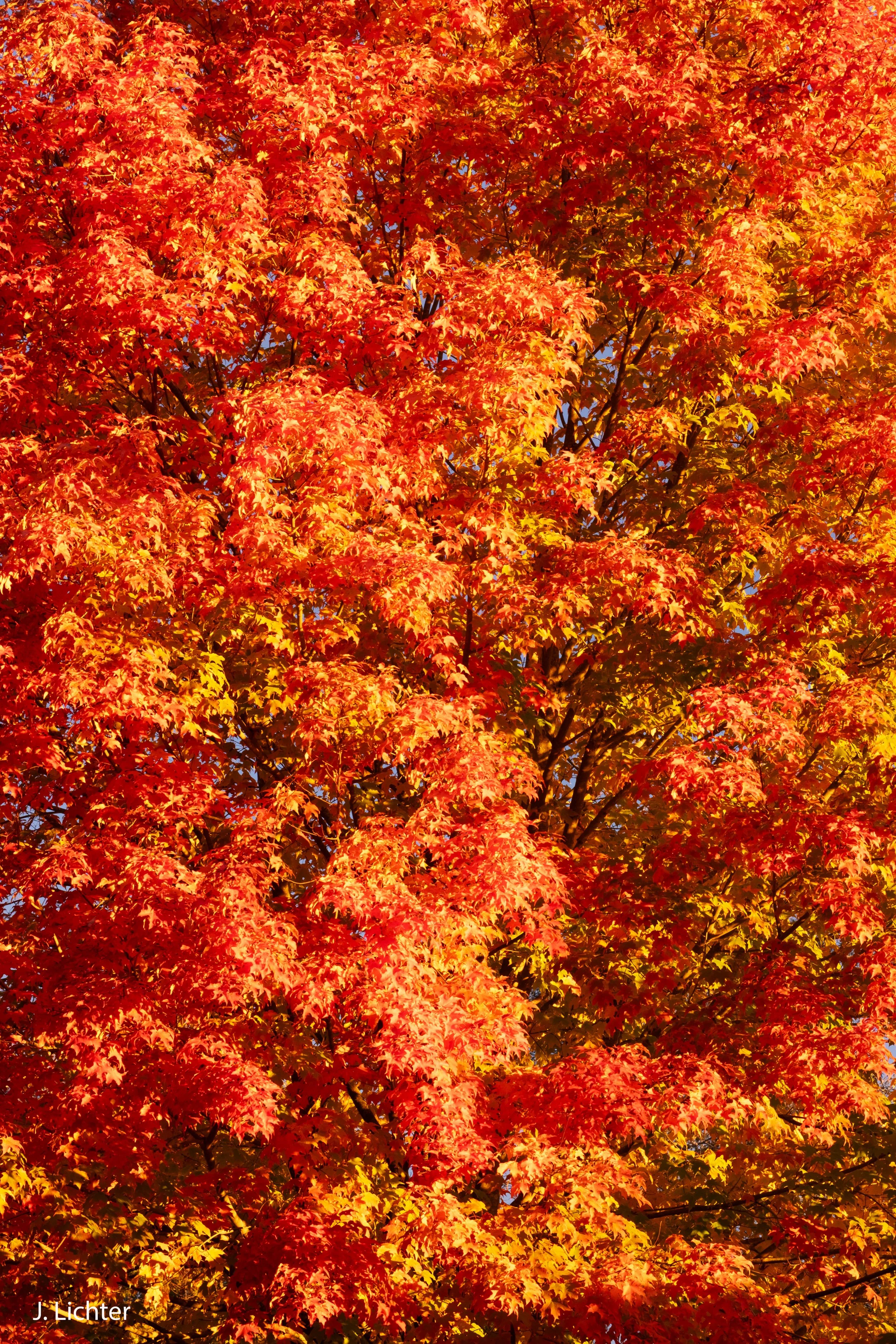 Maples.  Bowdoinham, Maine.