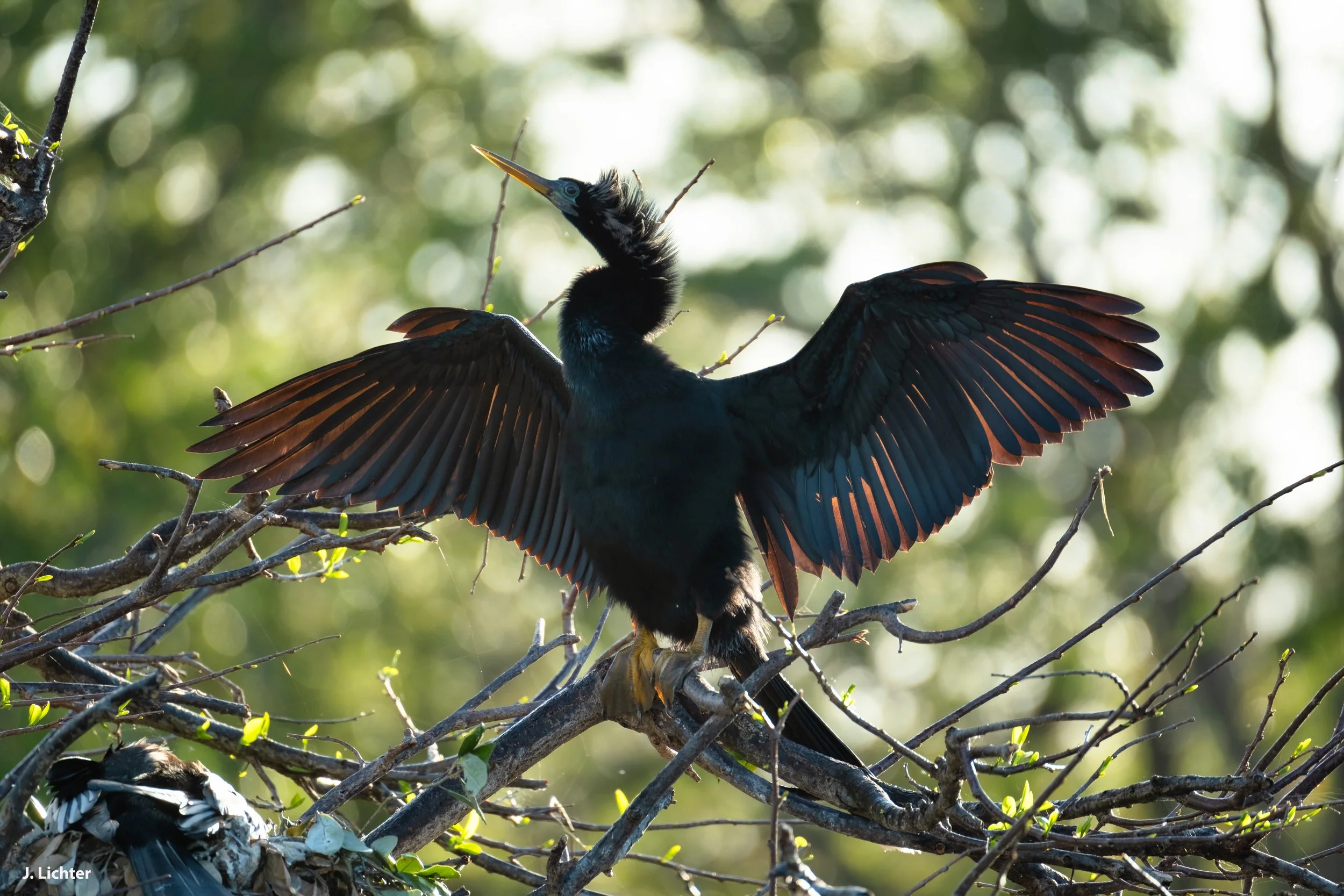 Florida 2026-50alt.jpg