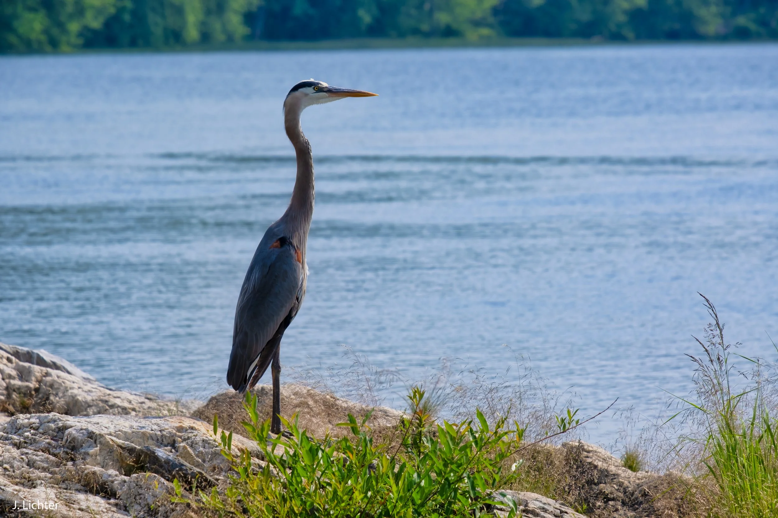 Heron.  Androscoggin River.  Topsham, Maine.
