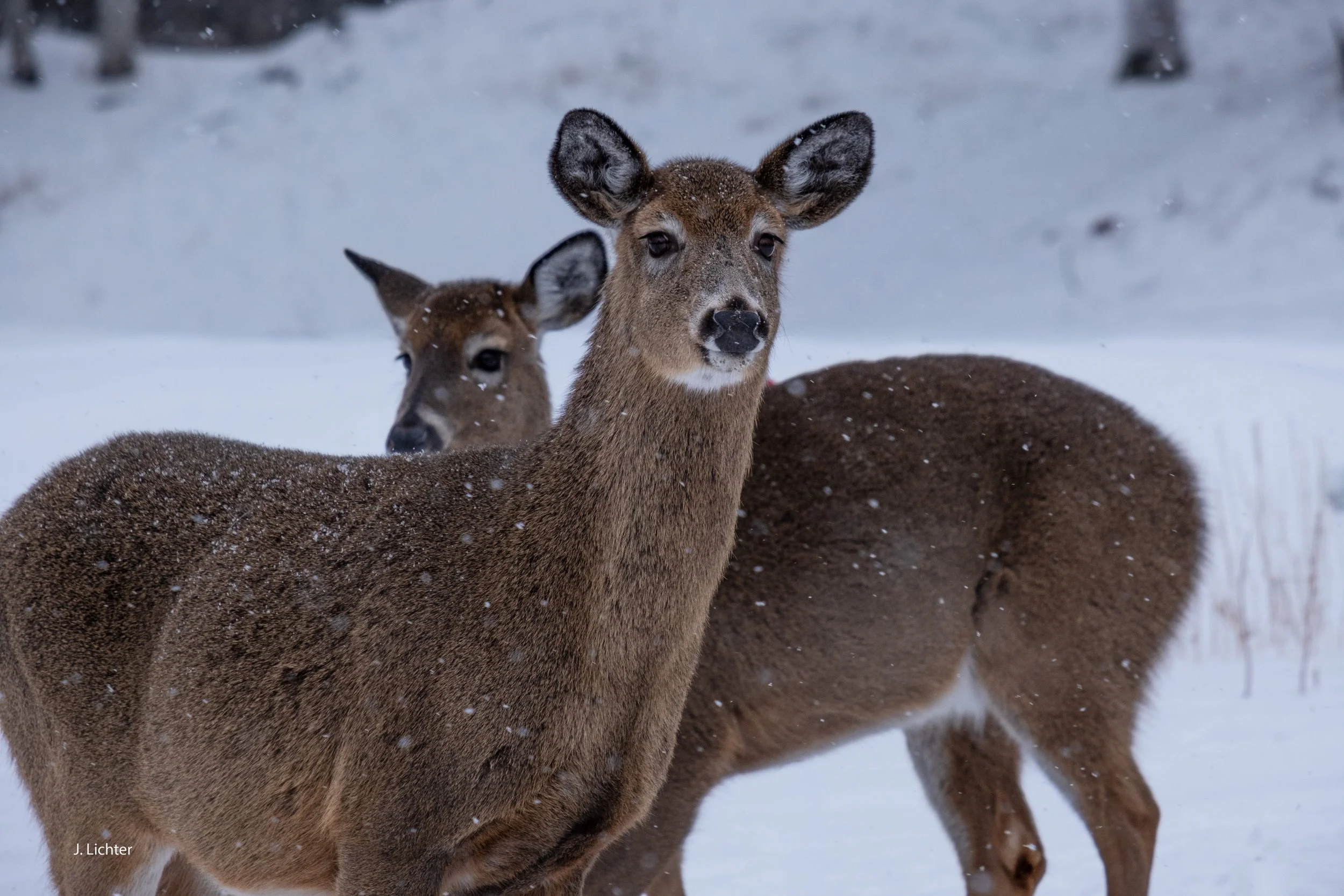 White-tail deer.  Rangeley, Maine.