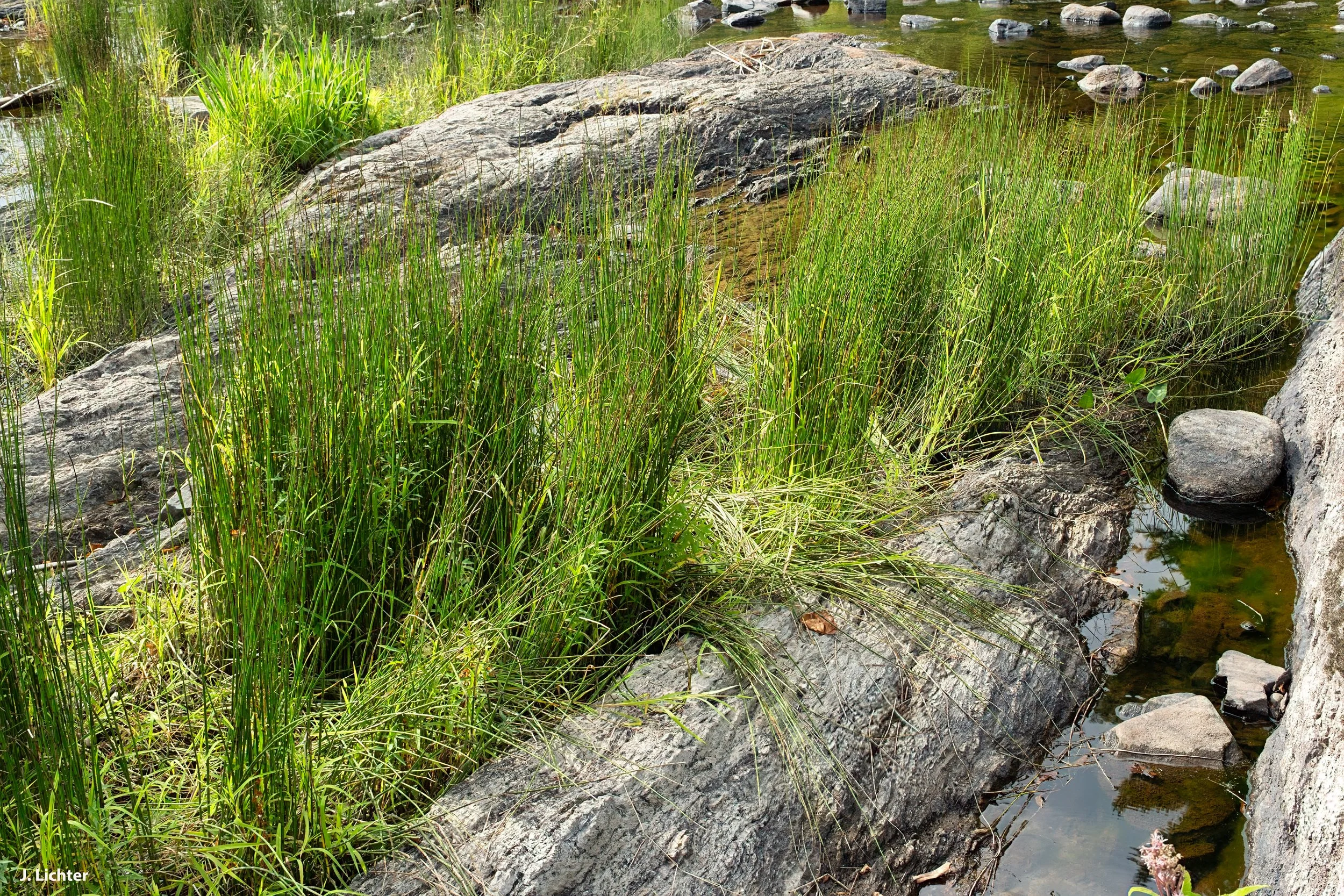 Sheepscot 2026-2.jpg