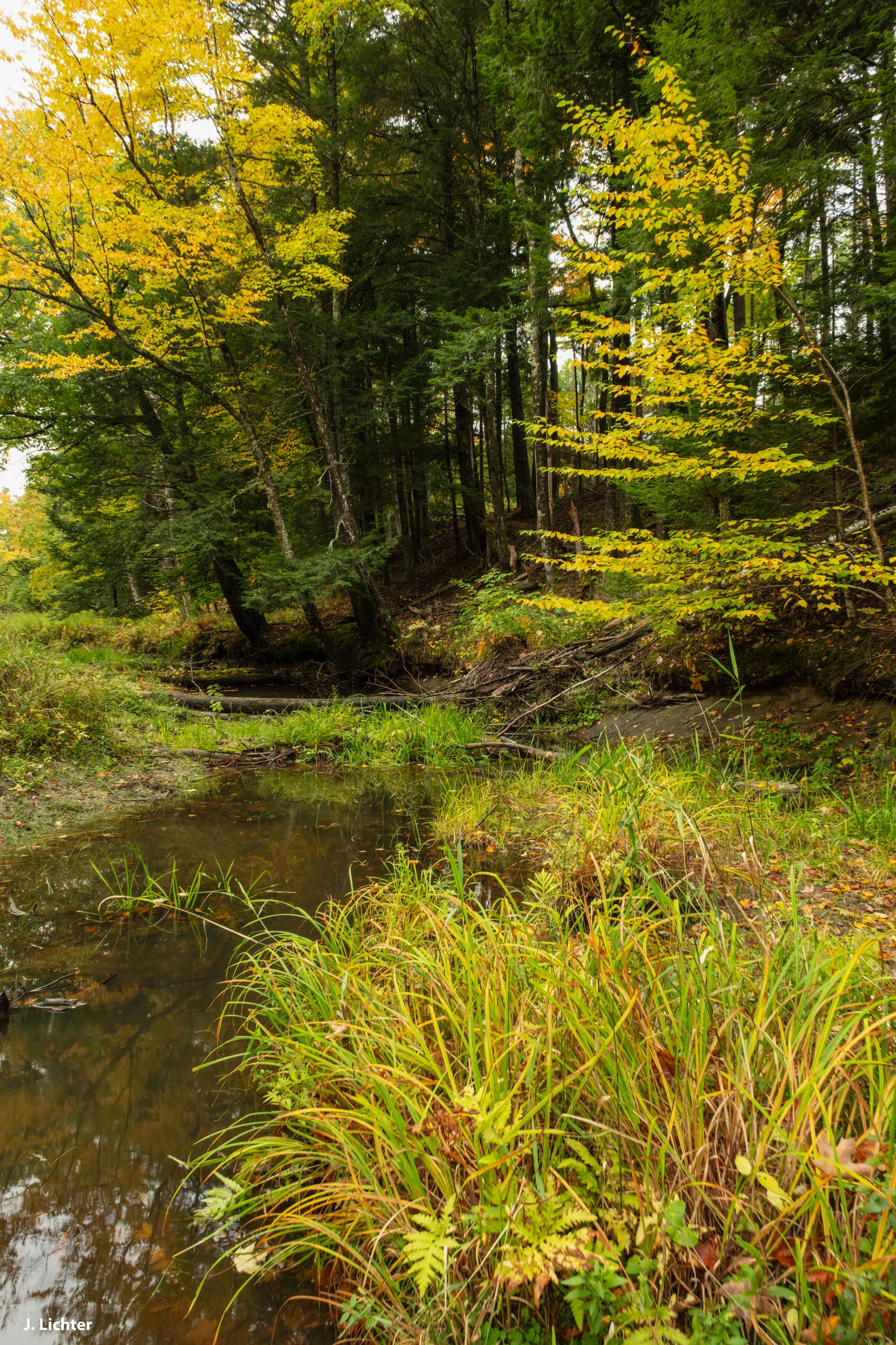 Fall colors.  Bowdoin, Maine.