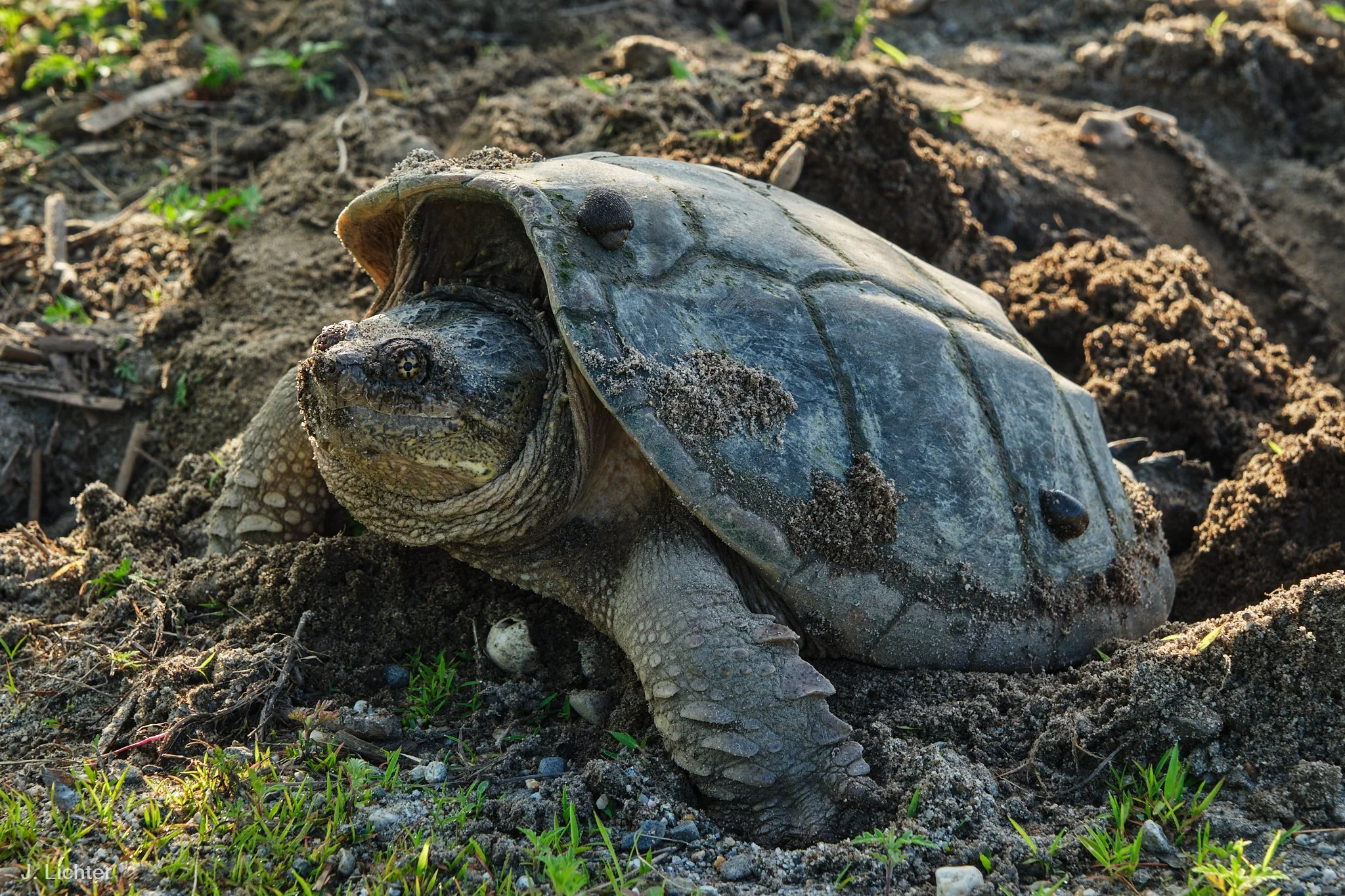 Snapping turtle laying eggs along with leaches.  Bowdoinham, Maine.