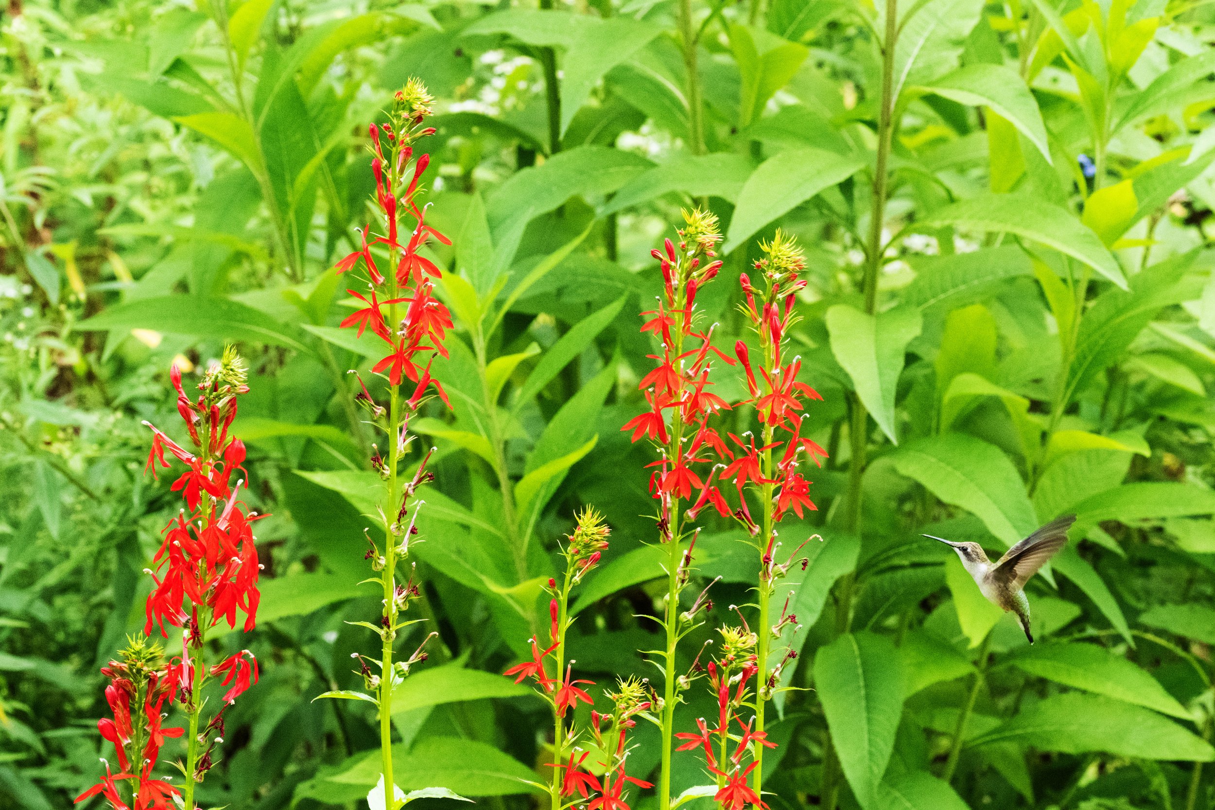 Cardinal flowers/Ruby-throated Hummingbird.  Bowdoin, Maine.