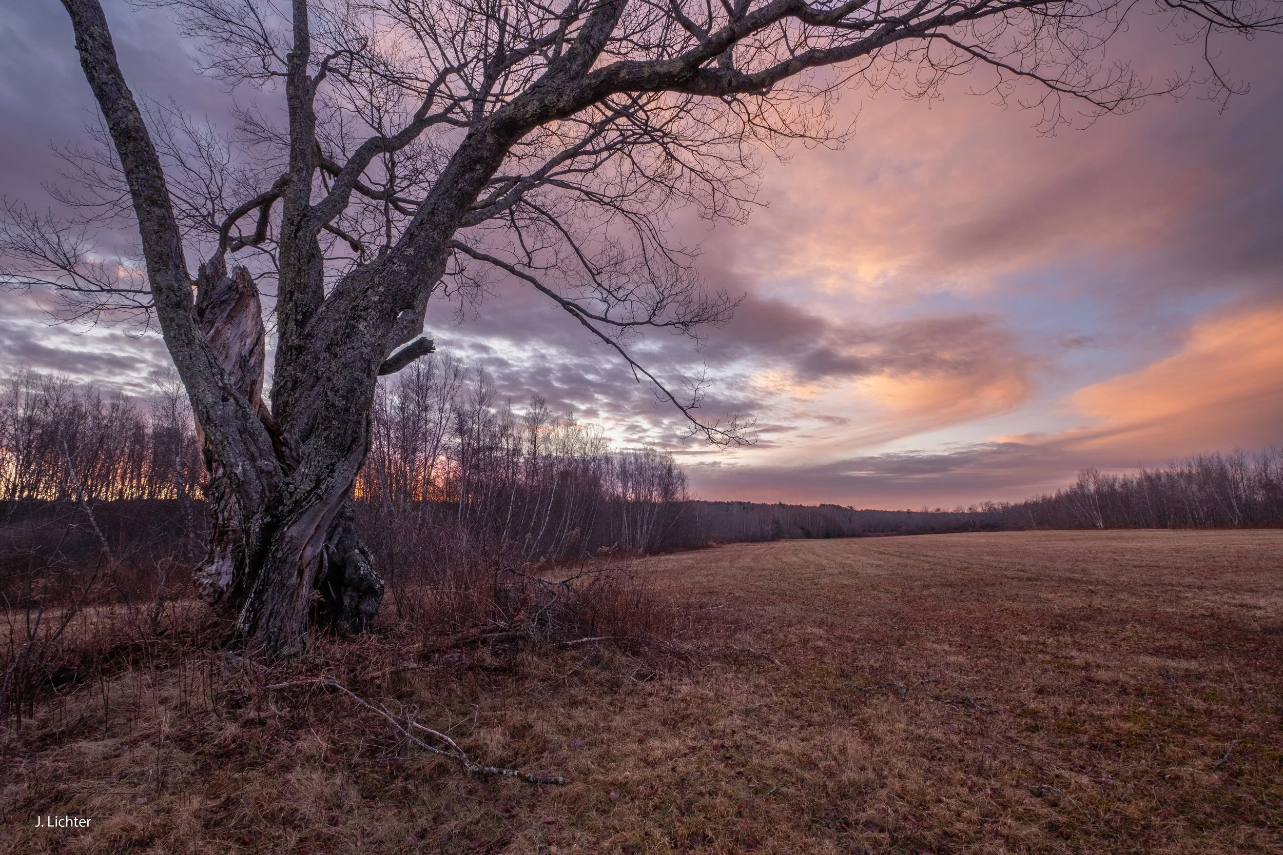 Large red maple in hayfield.  Dresden, Maine. 