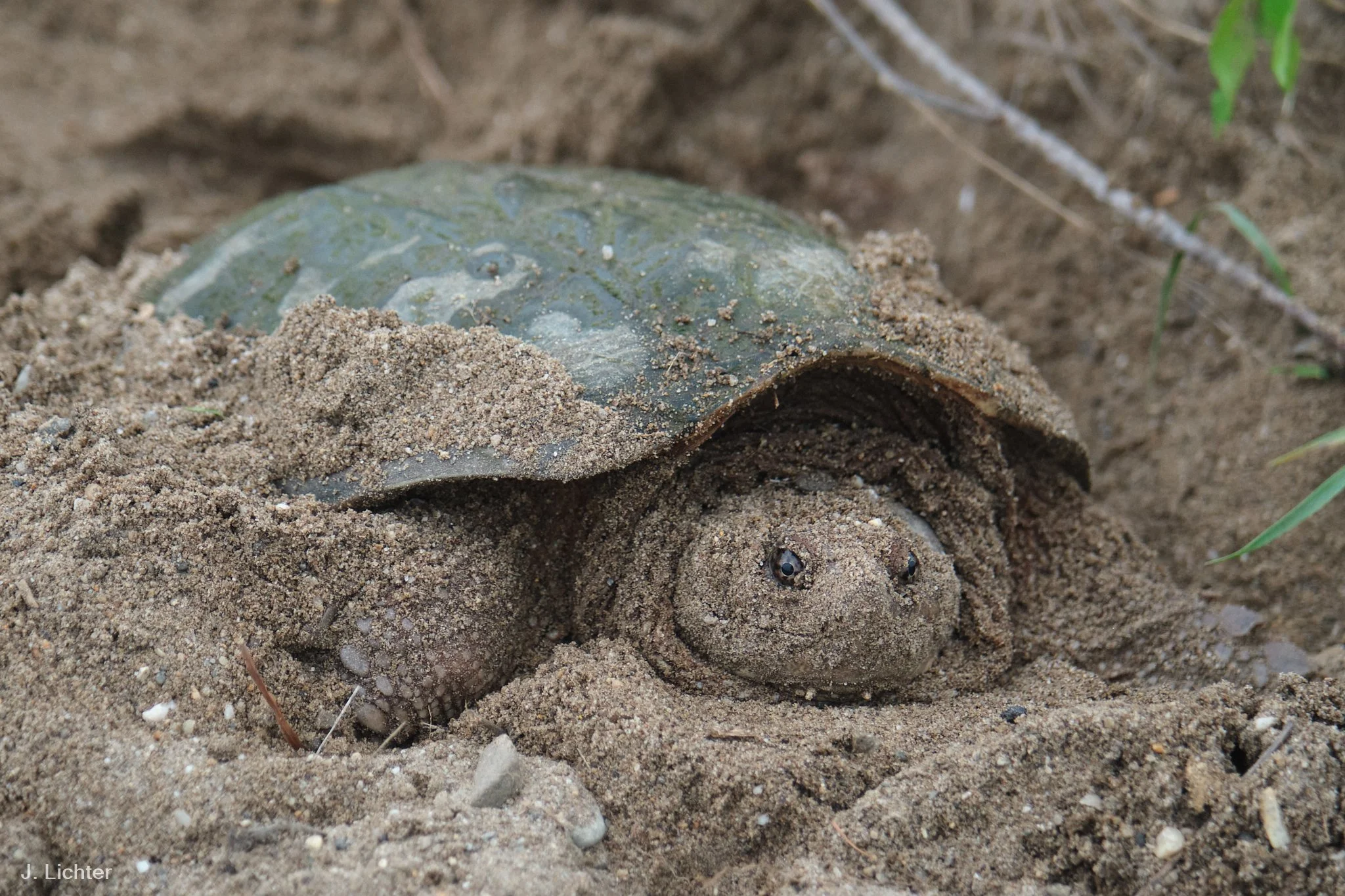 Snapping turtle laying eggs.  Bowdoinham, Maine.