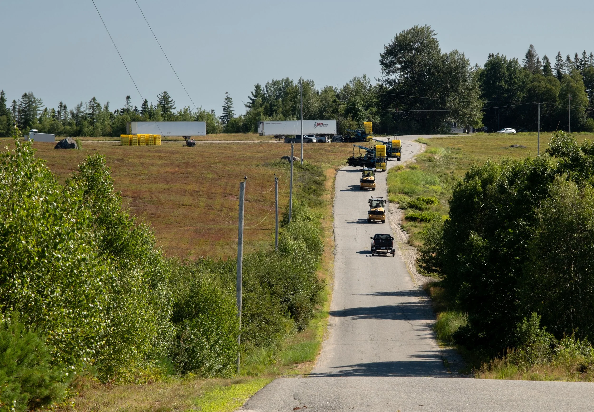 Blueberry harvest.  Ebbing, Maine.