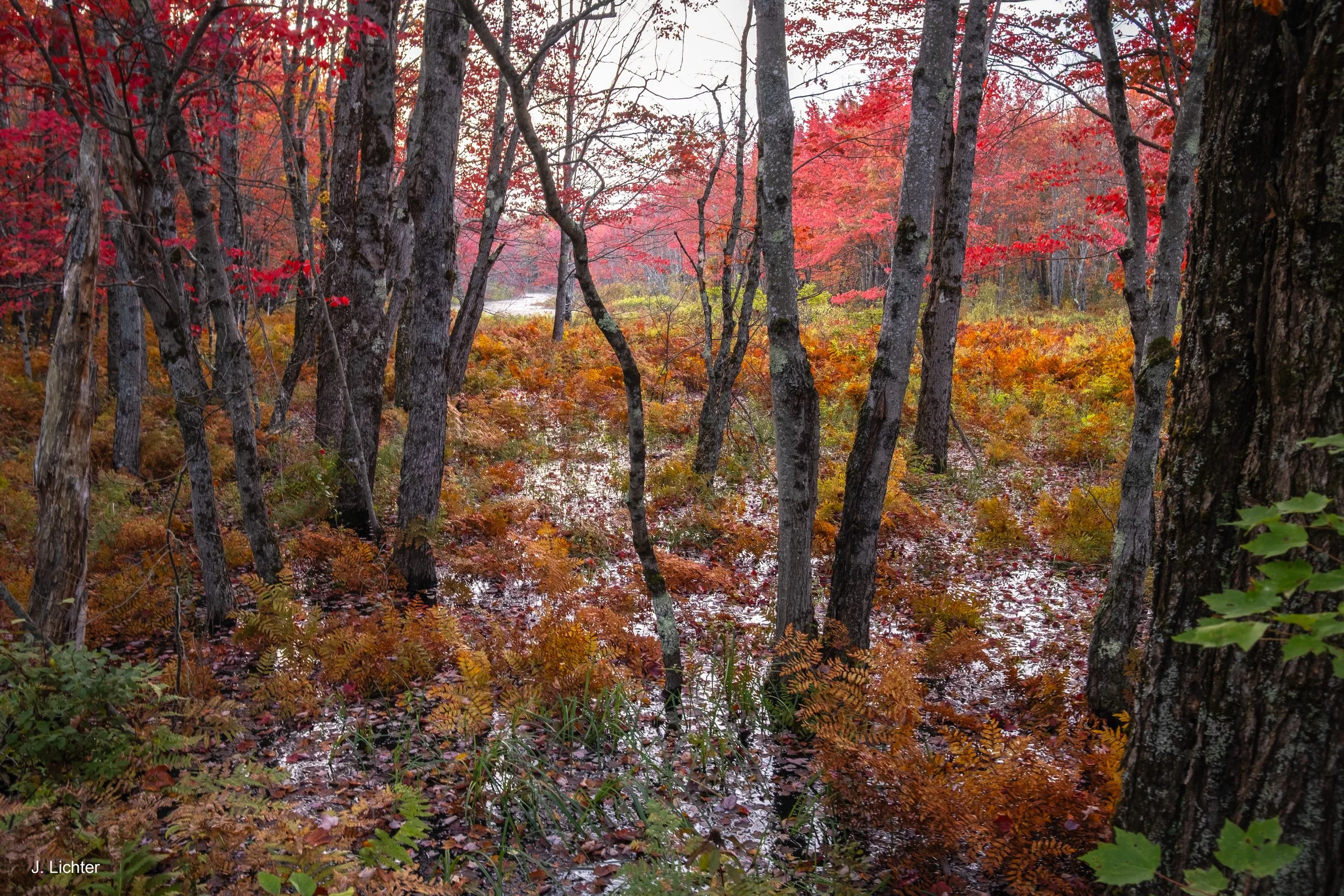 Red maple swamp.  Bowdoin, Maine. 