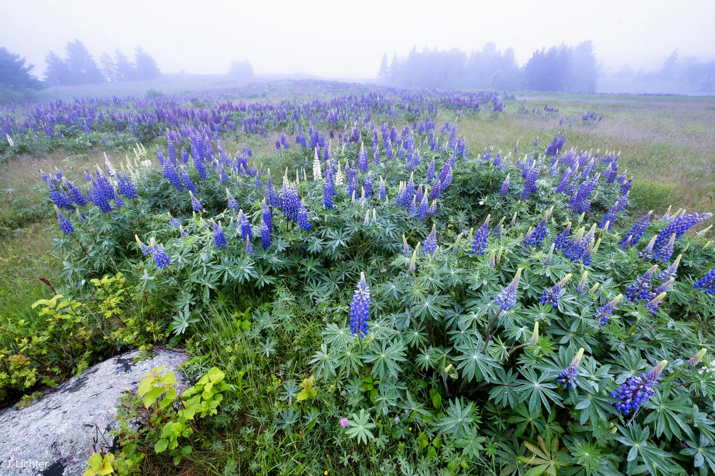 Mount Desert Island.  Maine.