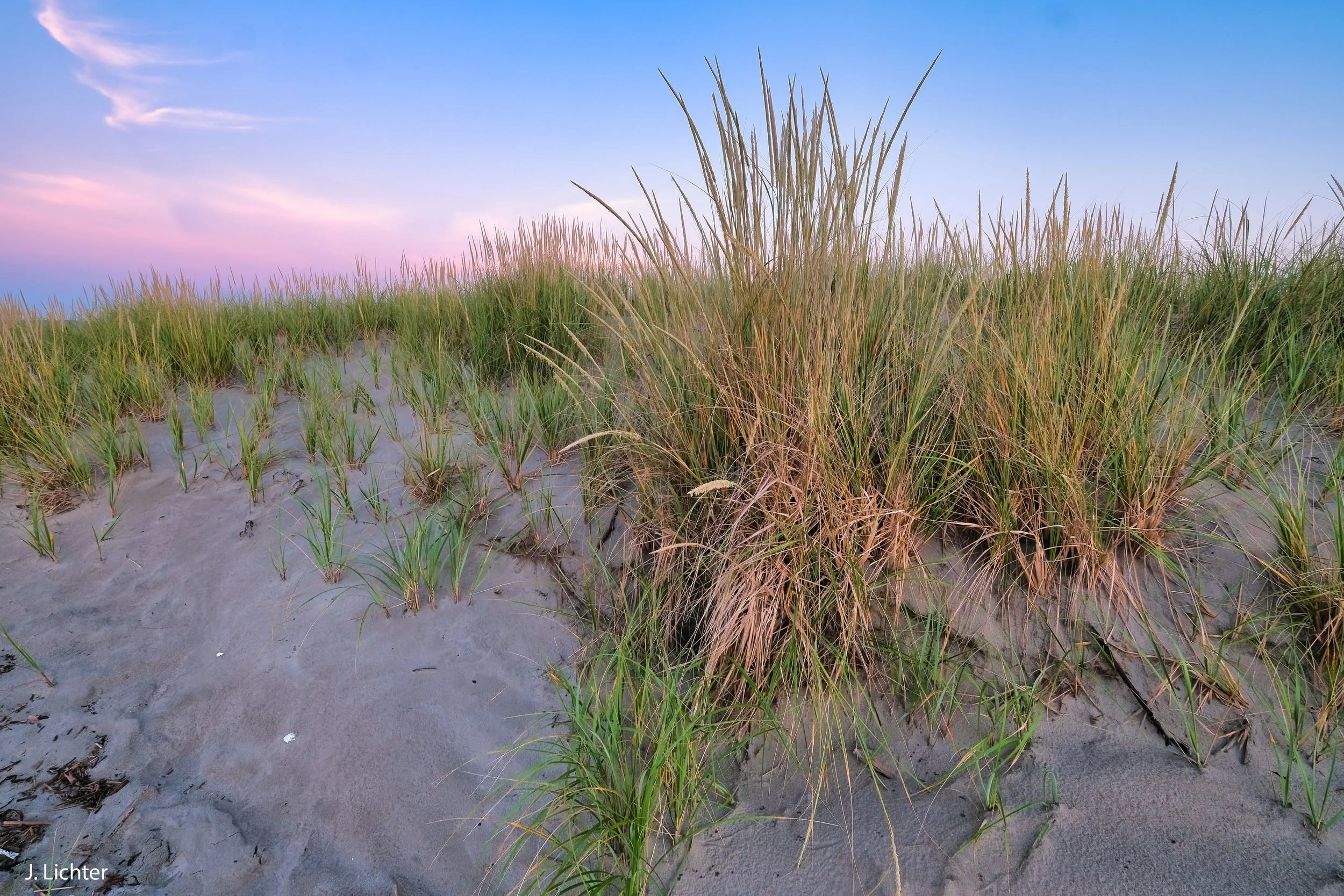 Beachgrass.  Popham Beach.  Phippsburg, Maine.