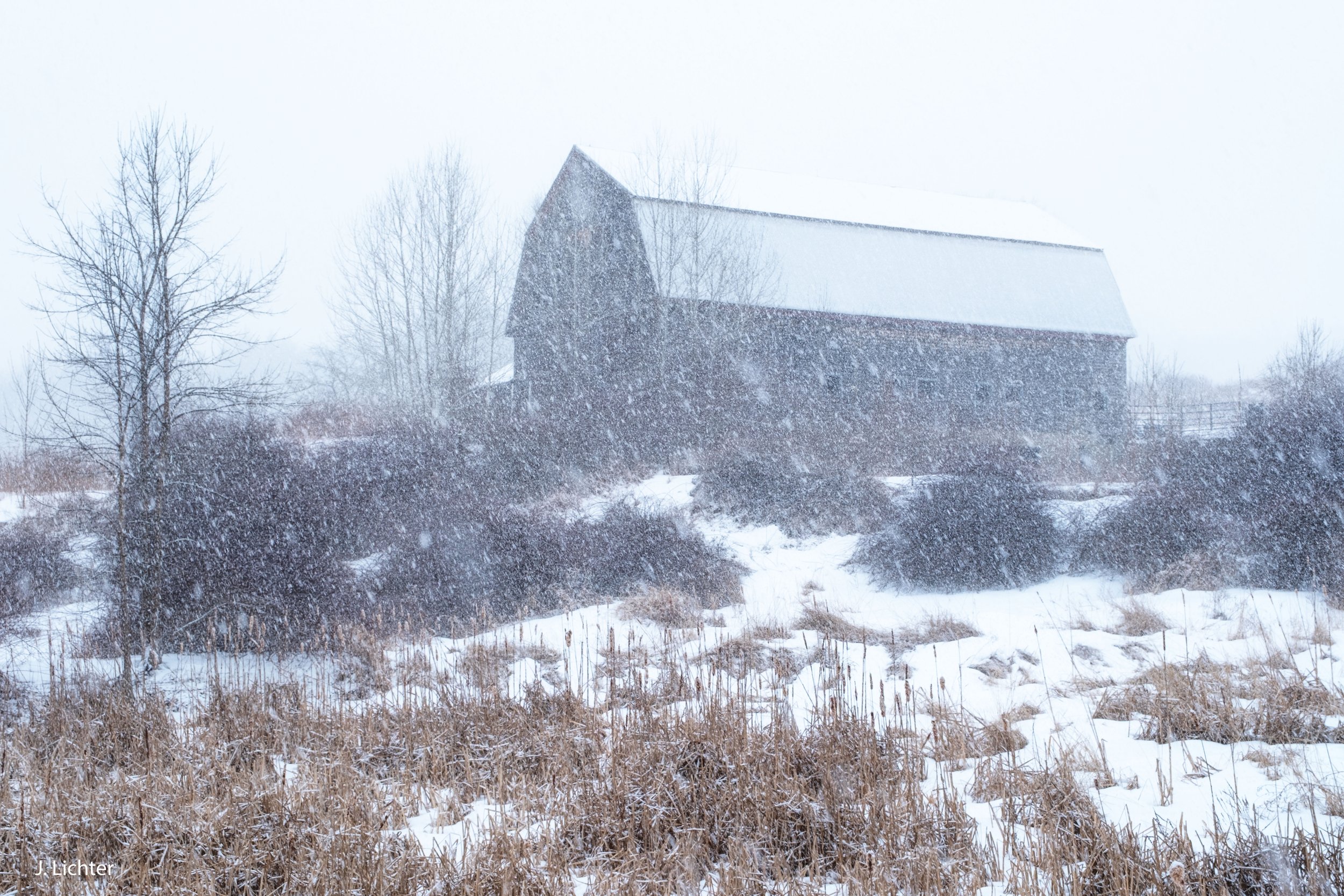 Dairy barn in blizzard.  Dresden, Maine.