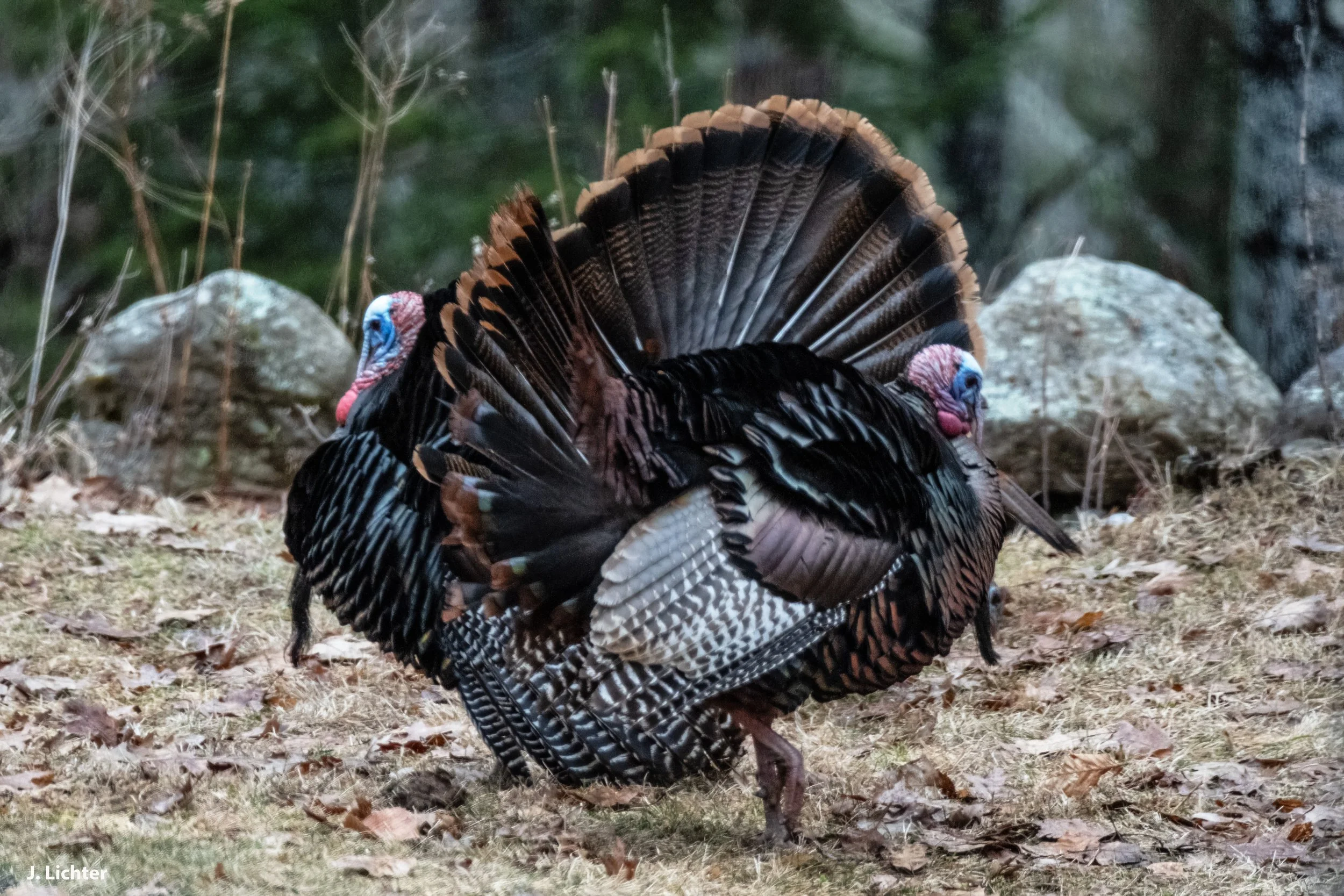 Wild turkeys.  Bowdoin, Maine.