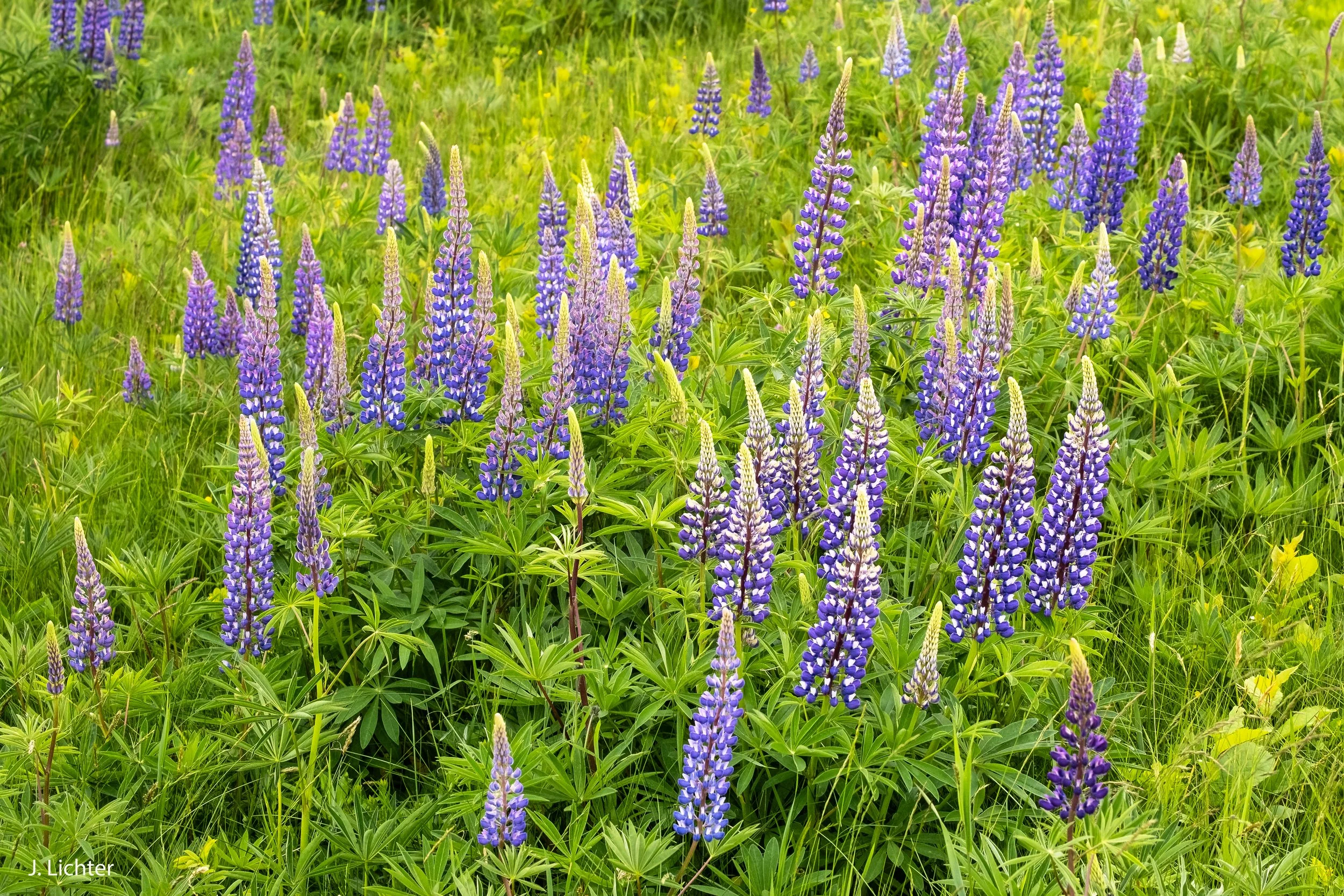Lupines.  Mount Desert Island.  Maine.