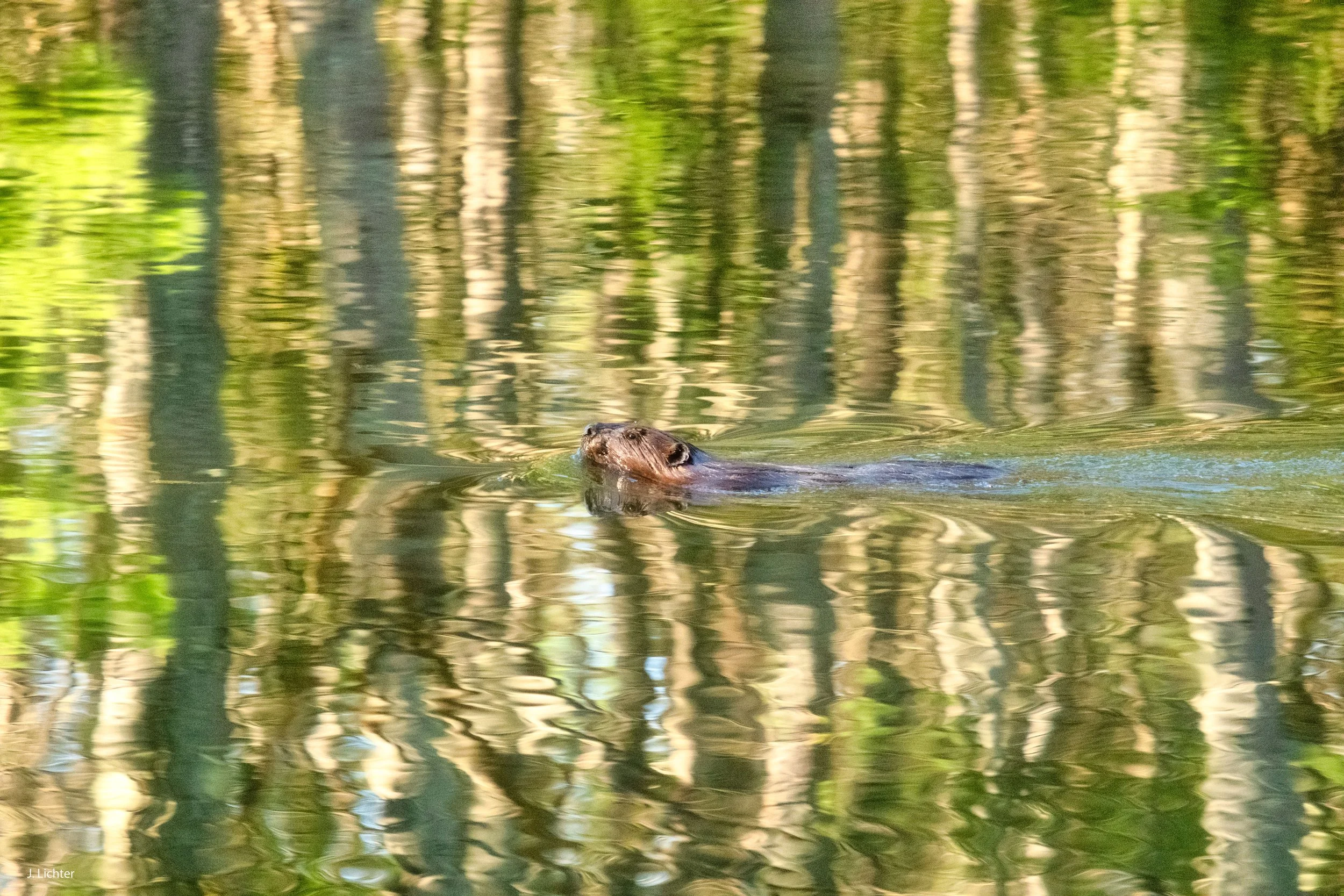 Beaver.  Sheepscot River watershed.  Alna, Maine. 