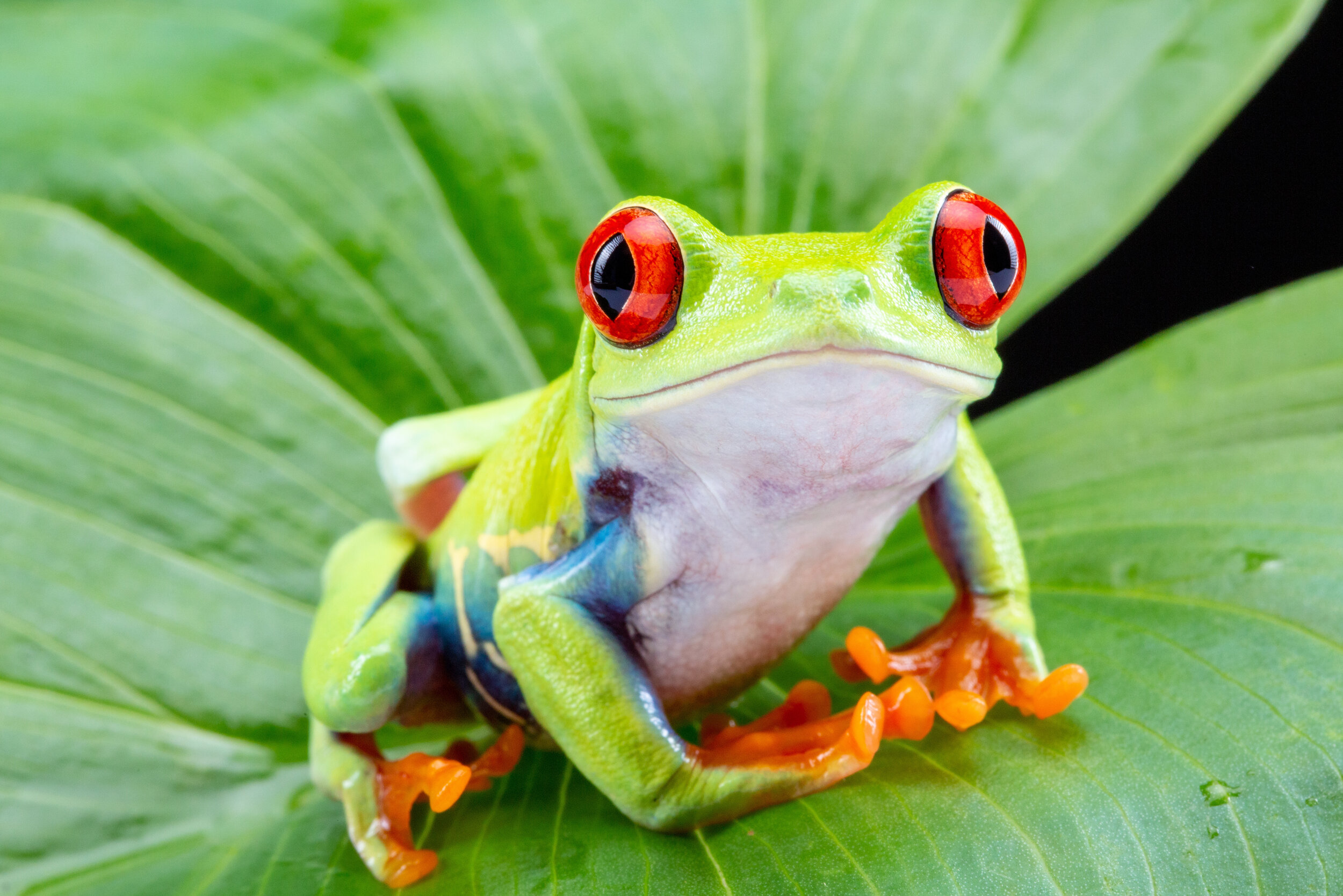 Eat Your Frogs: Prioritising Your Workload in Challenging Times