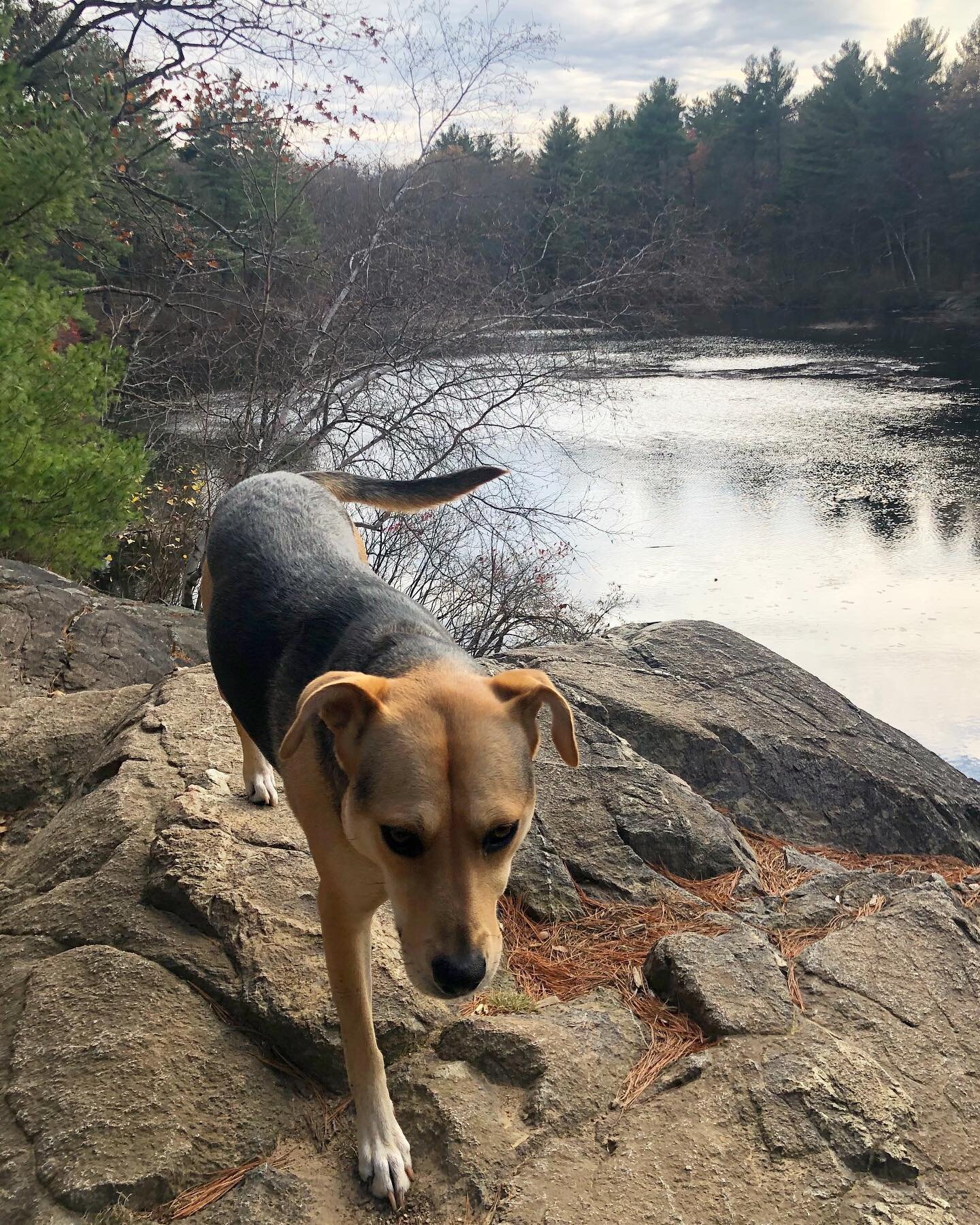 Ginger enjoying a weekend hike at the Fells! 🍂 #goodgirl