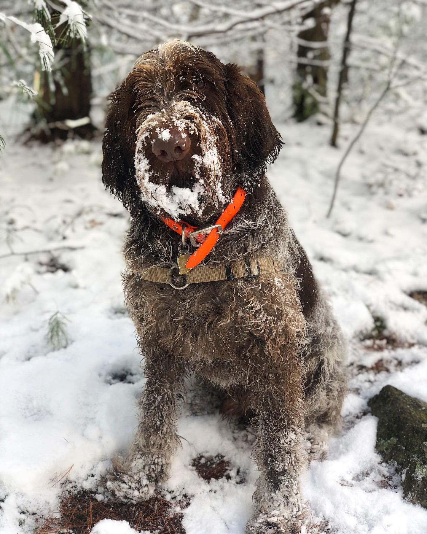 Appa and his snow beard ❄️ #goodboy
