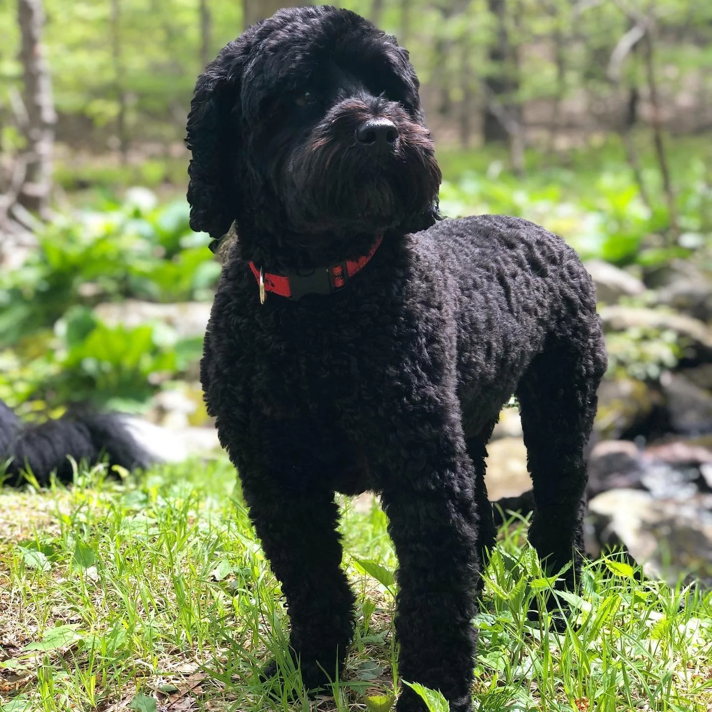 dog days of summer ☀️