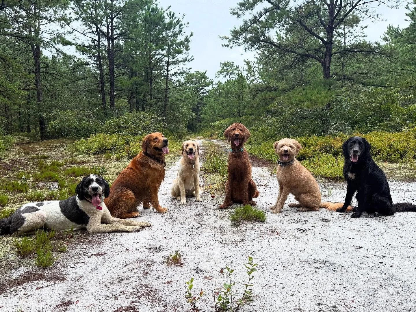 Squad goals 🐕 #doghiking #phillydogs #jointhepack