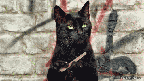 Liste Des Fleurs Toxiques Pour Les Chats Les Fleurs A Eviter Quand On A Un Animal De Compagnie Pampa Livraison De Fleurs Fraiches Et Sechees Liste Des Fleurs Toxiques Pour Les Chats Les Fleurs A Eviter Quand On A Un Animal De Compagnie Pampa Livraison De Fleurs Fraiches Et Sechees