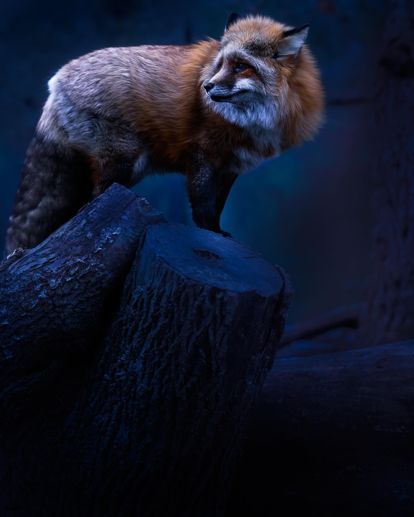#redfox #fox #wildlife #wildlifephotography #wildlifeonearth