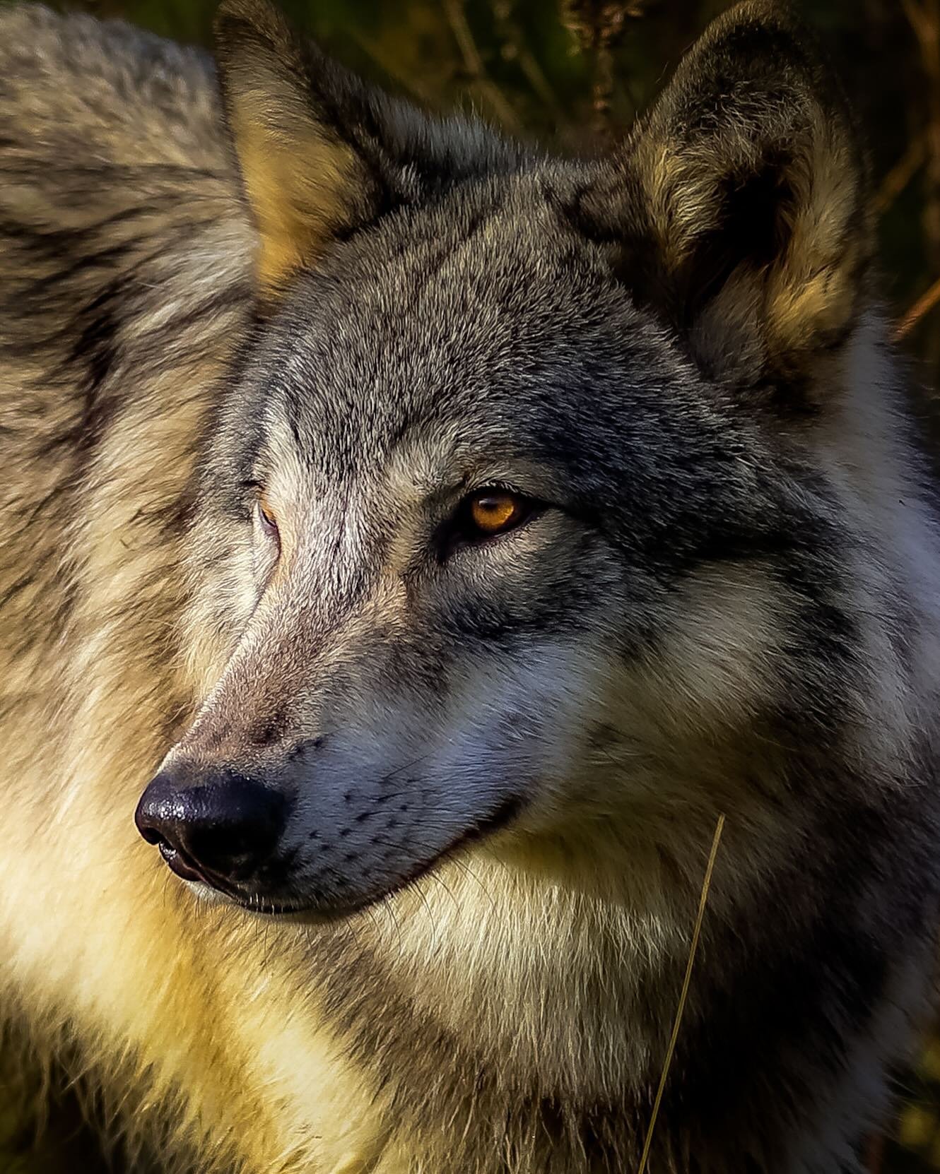 Keep your voices loud , pressure Wyoming to change its laws &hellip;pressure them to bring Cody Roberts to justice.. Wolves need our voices to protect them.. To many have gone silent on this.. To many &ldquo; wildlife photographers&rdquo; have never 