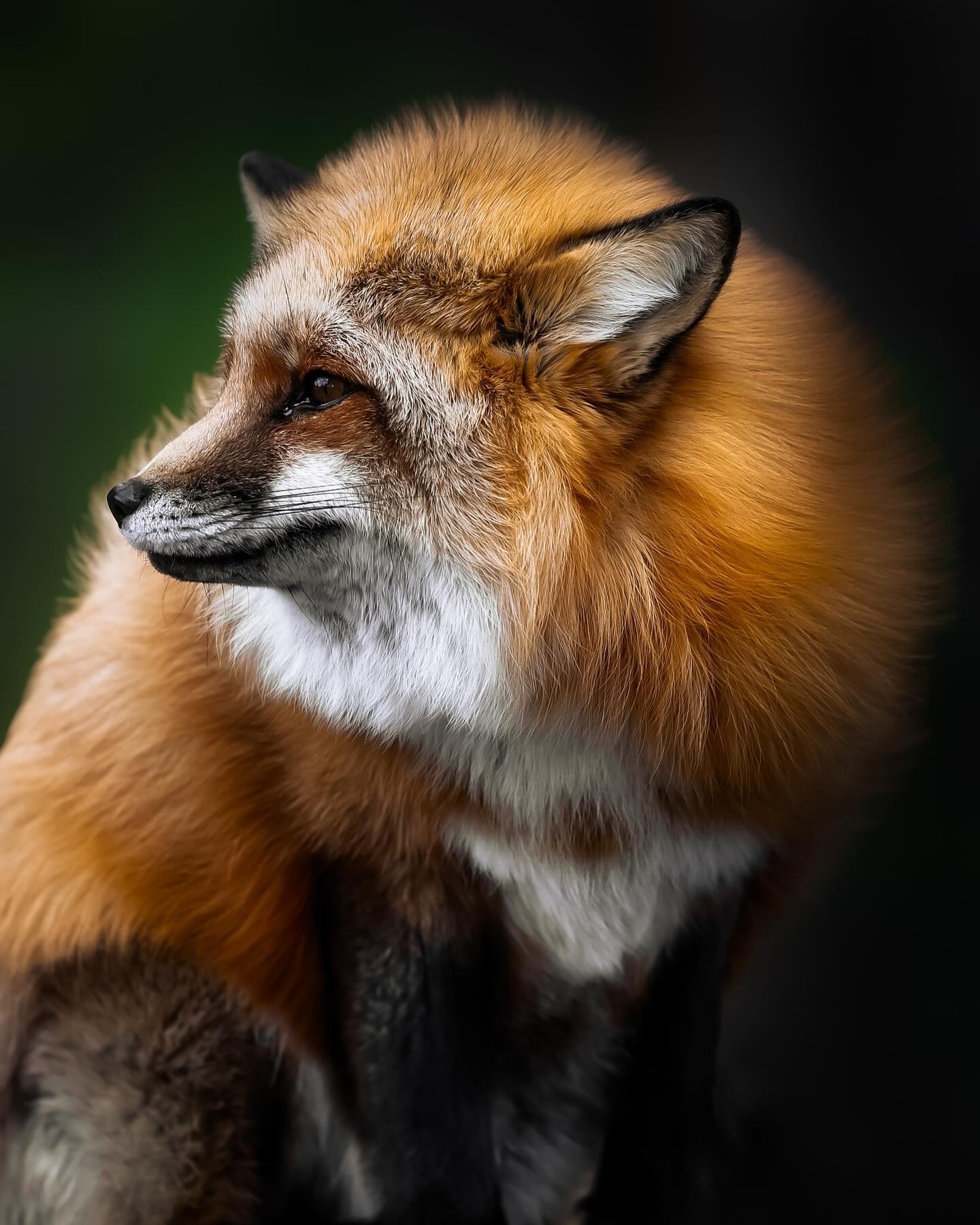 #fox #redfox #wildlife #wild