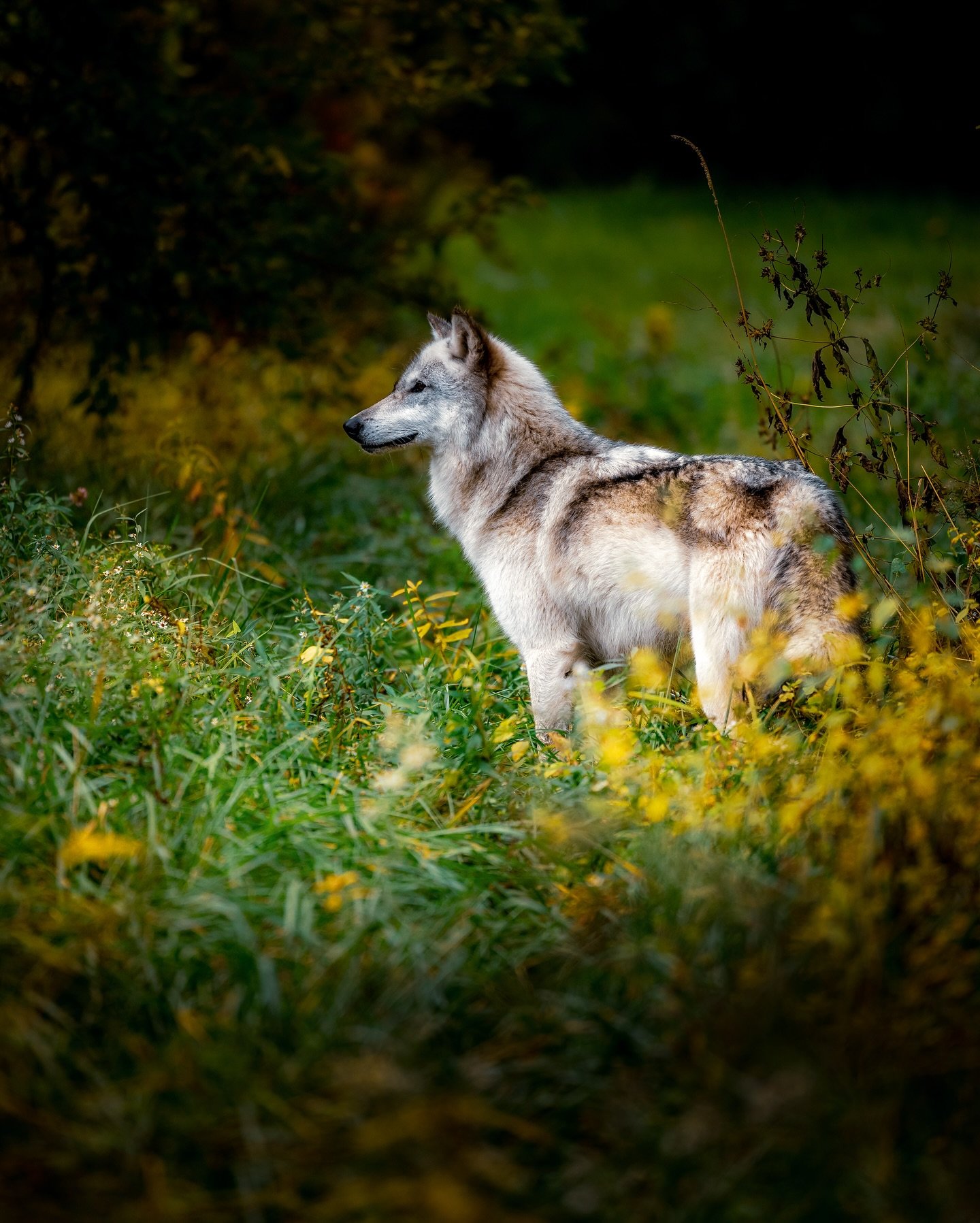 Not feeling well today.. so will leave you with this.. #wolf #wolvesofinstagram #wolves #relistwolves #wolfconservation #wolfeducation #wildlife #wildlifephoto #wildlifephotography #brianvenghousphoto #brianvenghousphotography