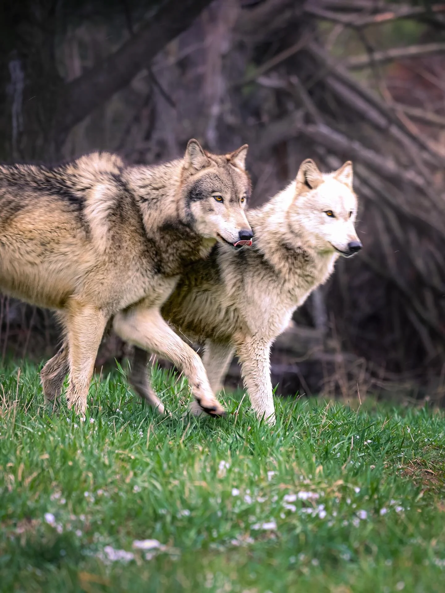 #wolves #wolvesofinstagram #relistwolves #wolfeducation #wolfconservation