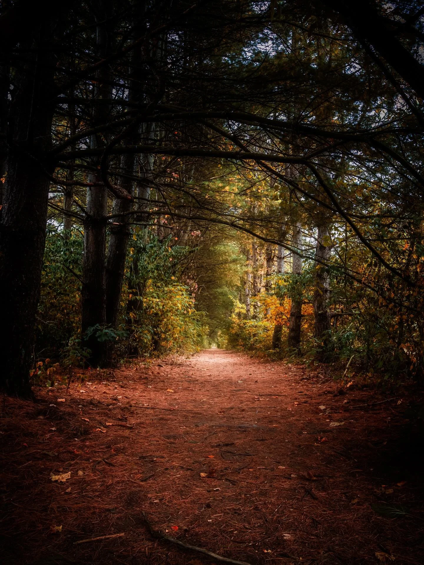 As I stand in a never ending line and sea of humanity at a Sam&rsquo;s Club on a Saturday&hellip; I&rsquo;ll dream I&rsquo;m on a different path&hellip;. #path #getmeoutofhere #killmenow #whydididothistomyself #ughhh