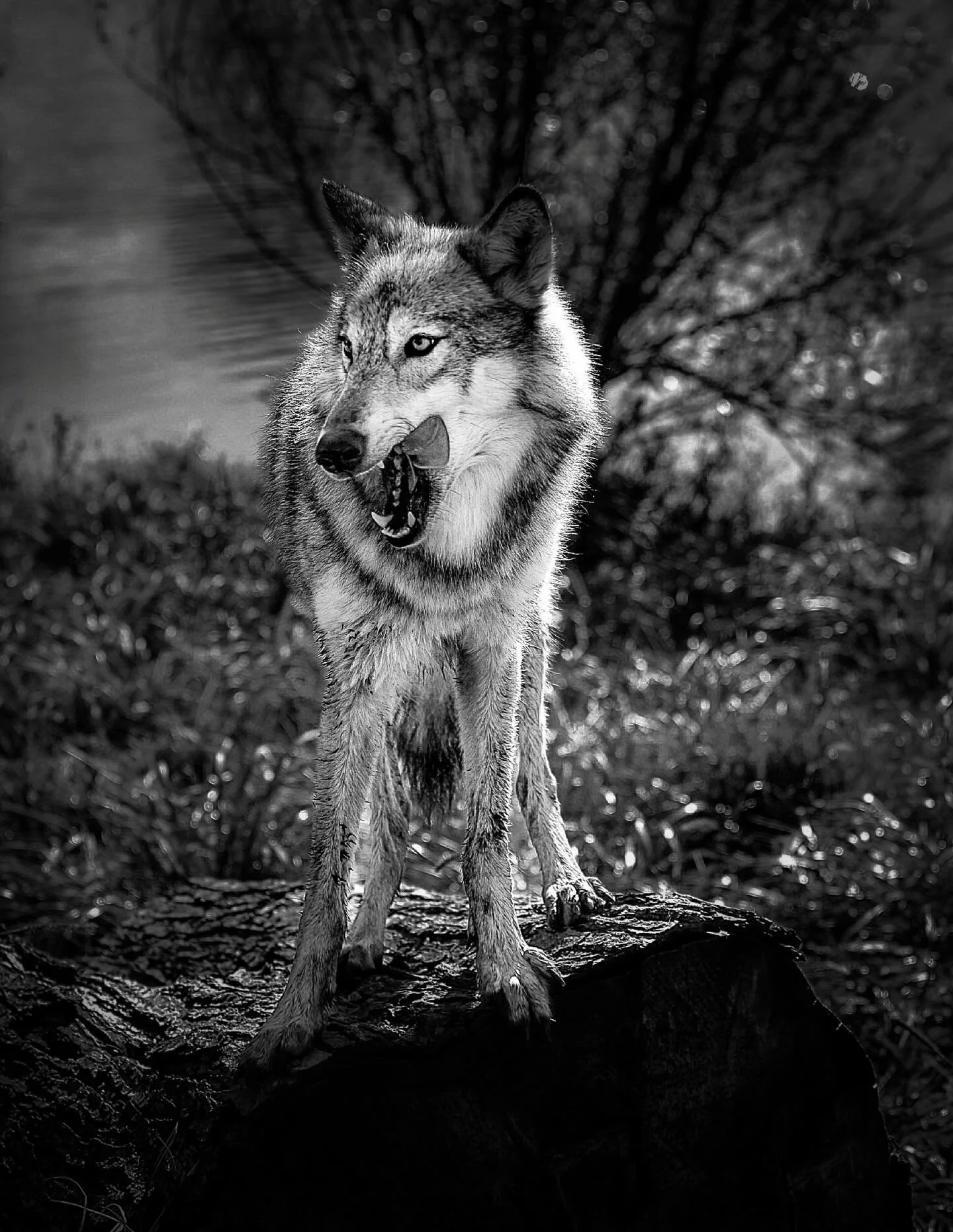 #wolf #wolves #relistwolves #wolfeducation #wolfconservation