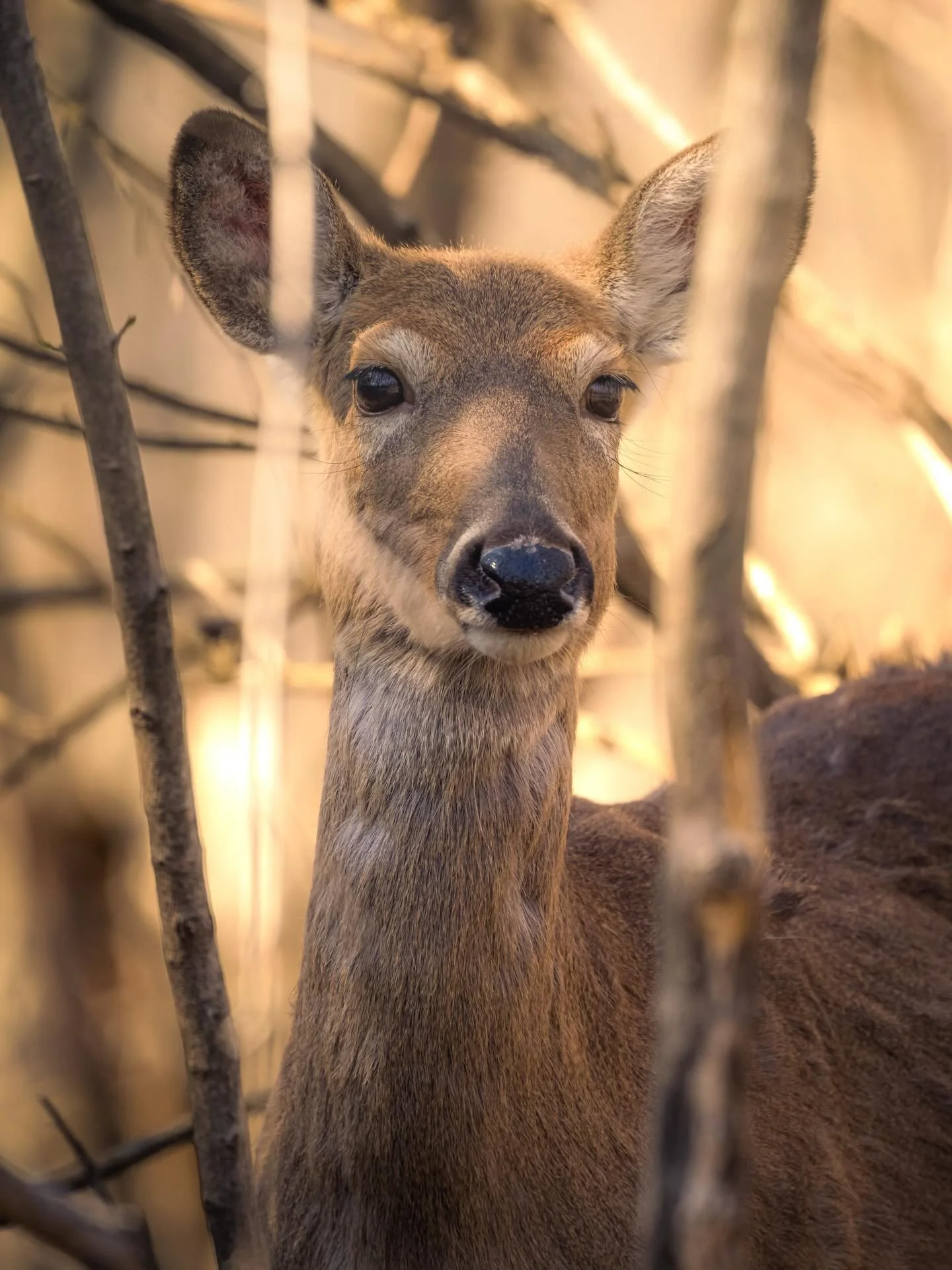 #wildlife #wildlifephotography #wilderness #wildernessculture #wildlife_vision