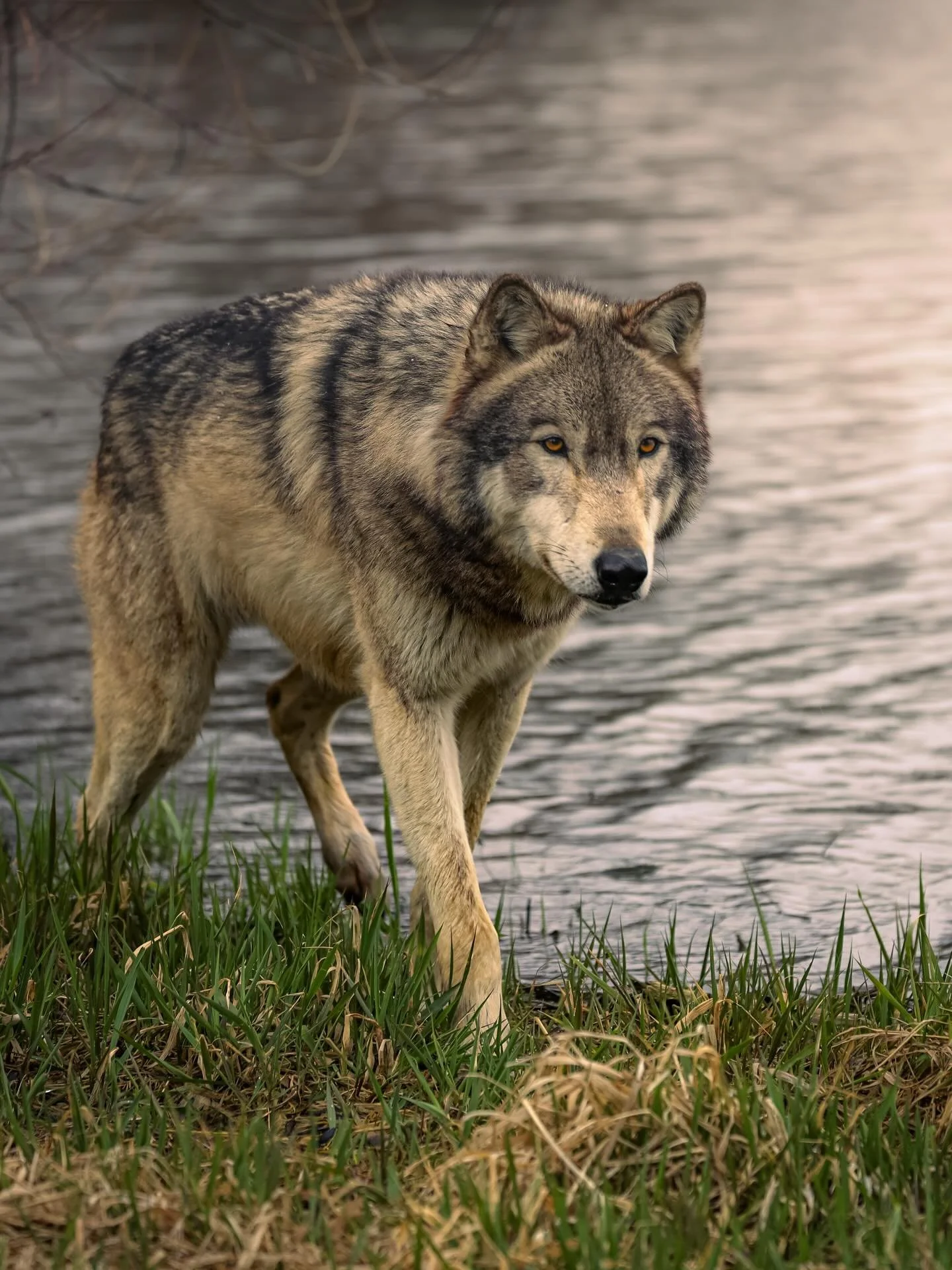 #wolf #wolves #wolfphotography #relistwolves #wolfeducation
