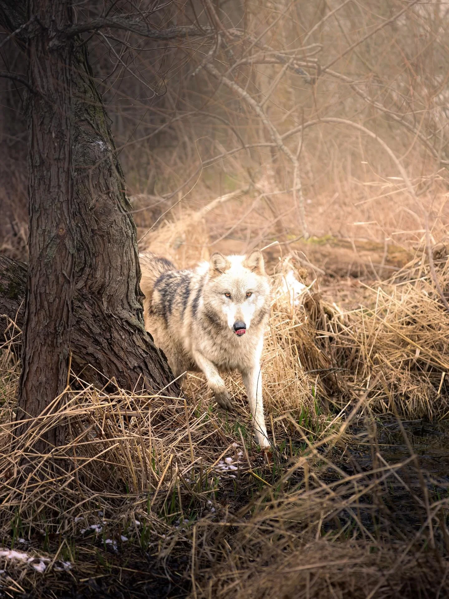 #wolf #wolves #wolvesofinstagram #relistwolves #wolfeducation